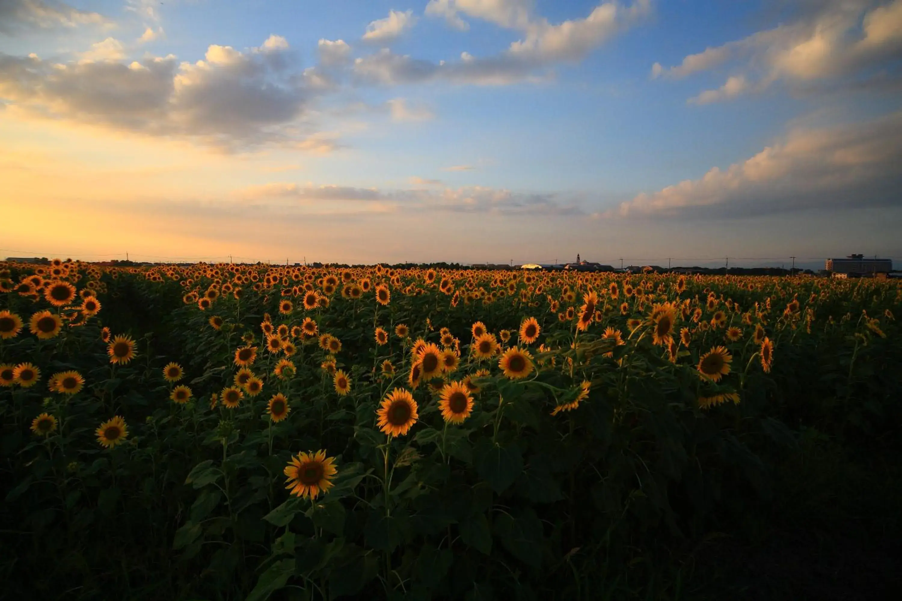 Natural landscape in Apa Hotel Hikone Minami