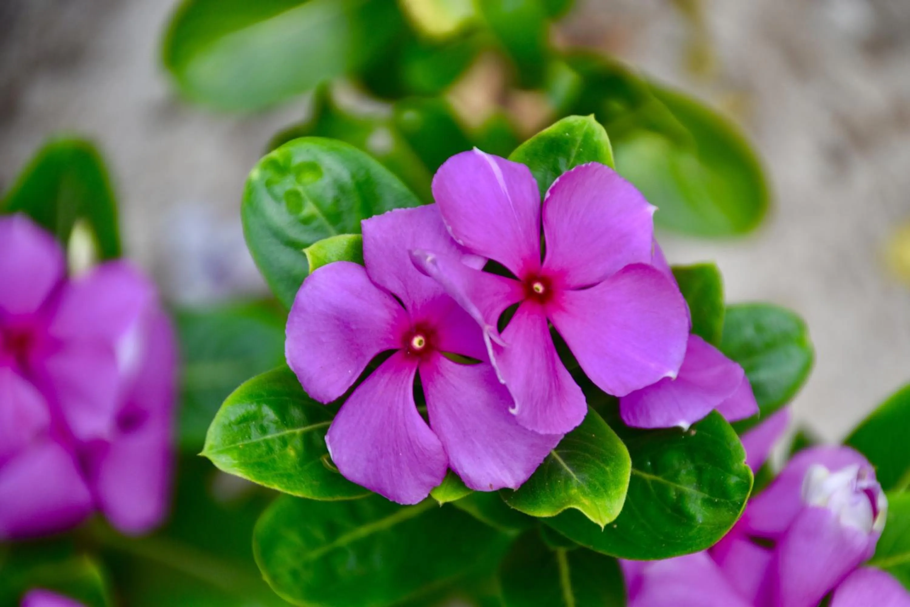 Garden in Magic Resort