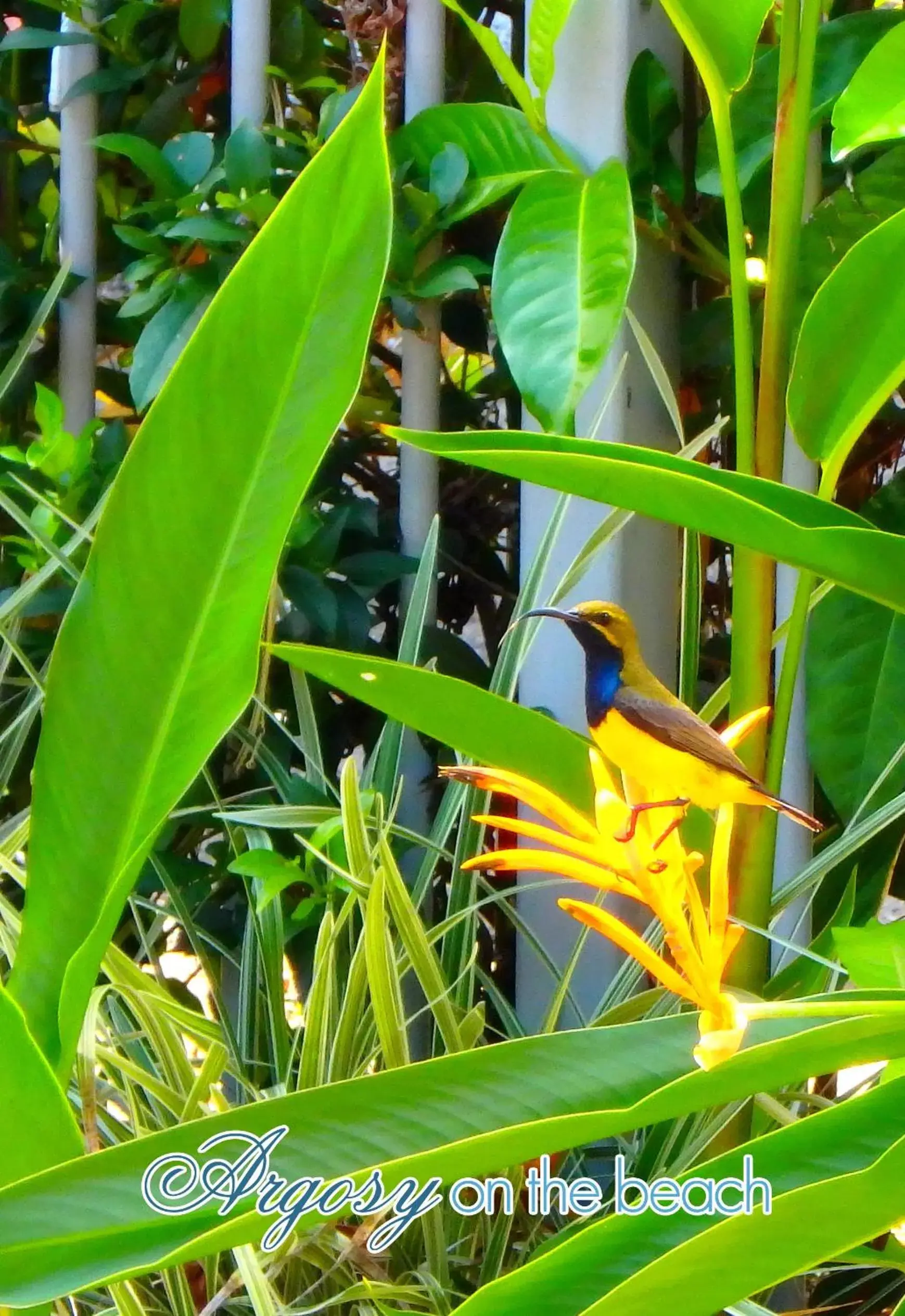 Garden, Other Animals in Argosy On The Beach