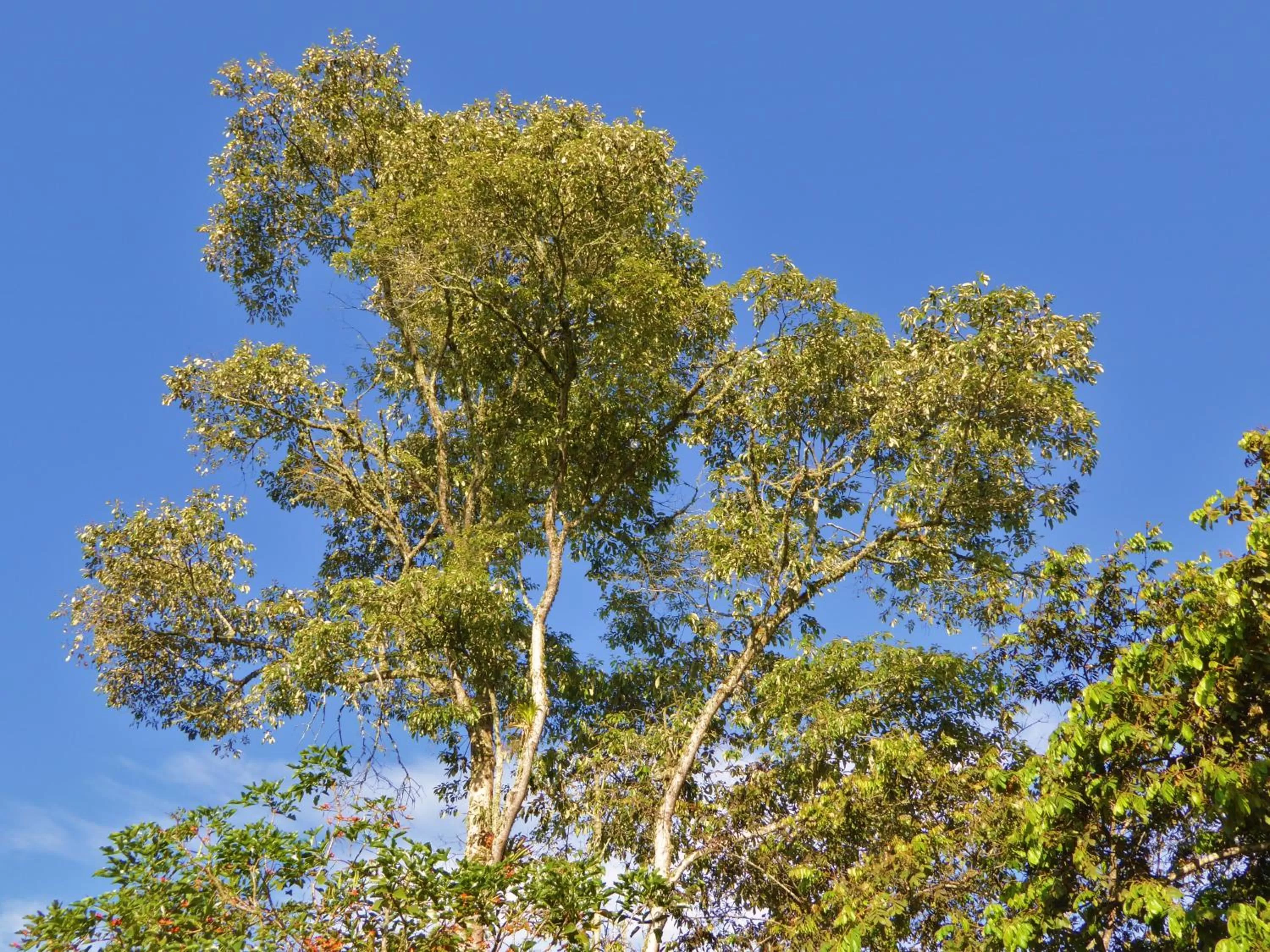 Garden in Finca El Cielo