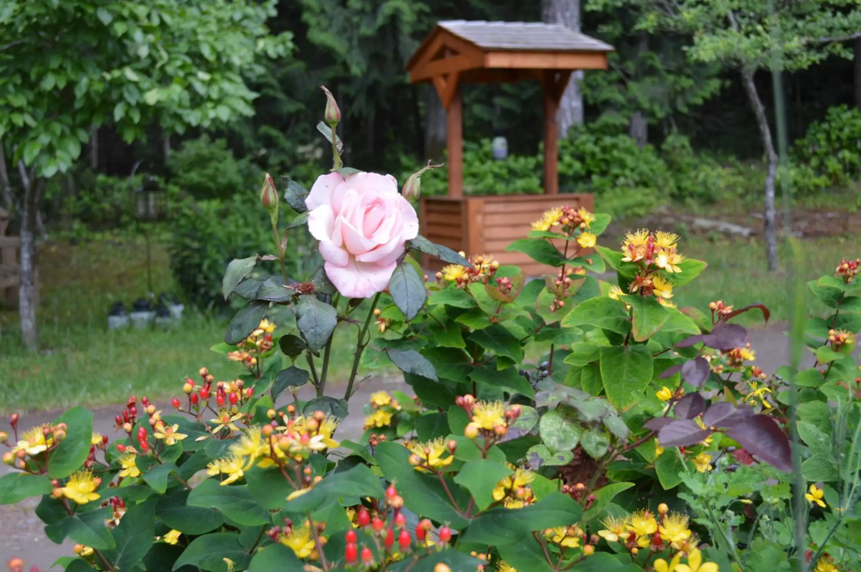 Garden in Armand Heights