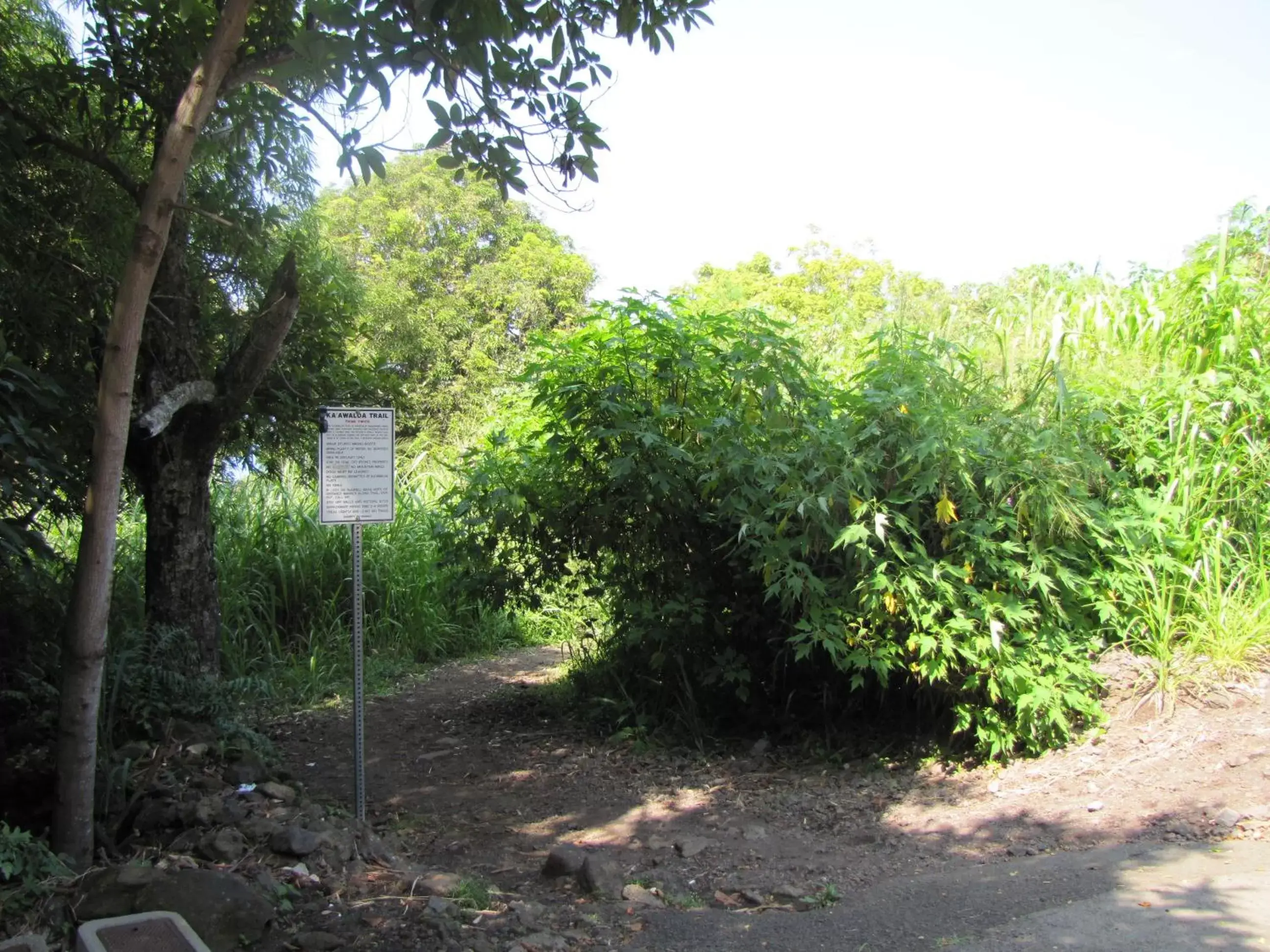 Snorkeling, Garden in Coffee Garden