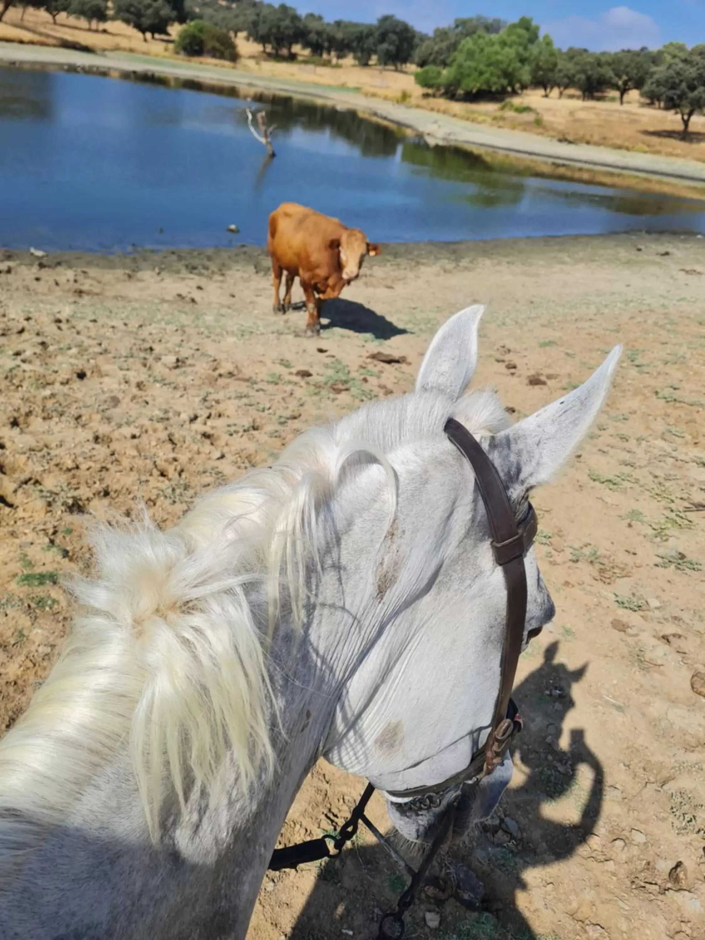 Horse-riding, Other Animals in Alojamiento Rural Finca Barral