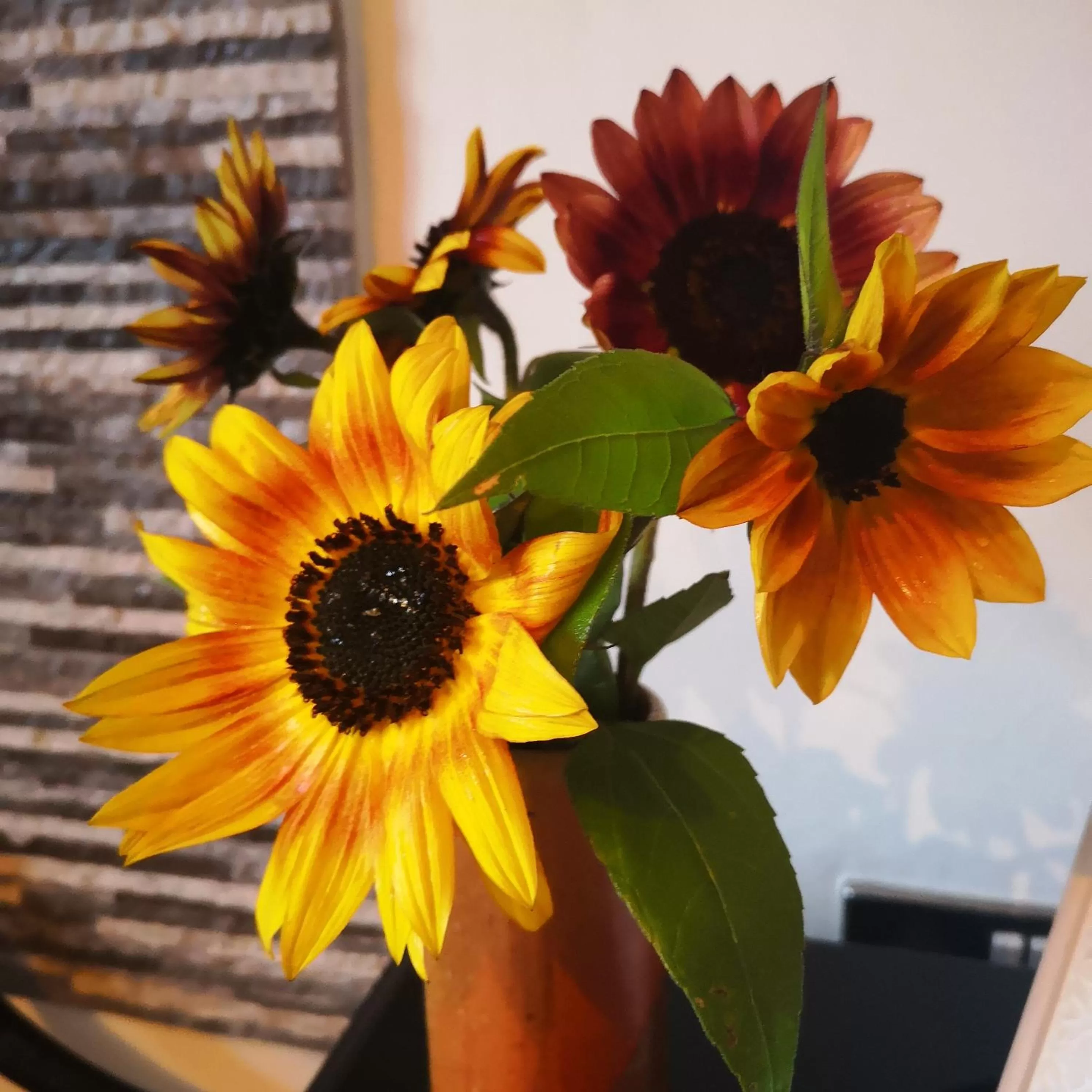 Garden in Y Cuddfan Gower