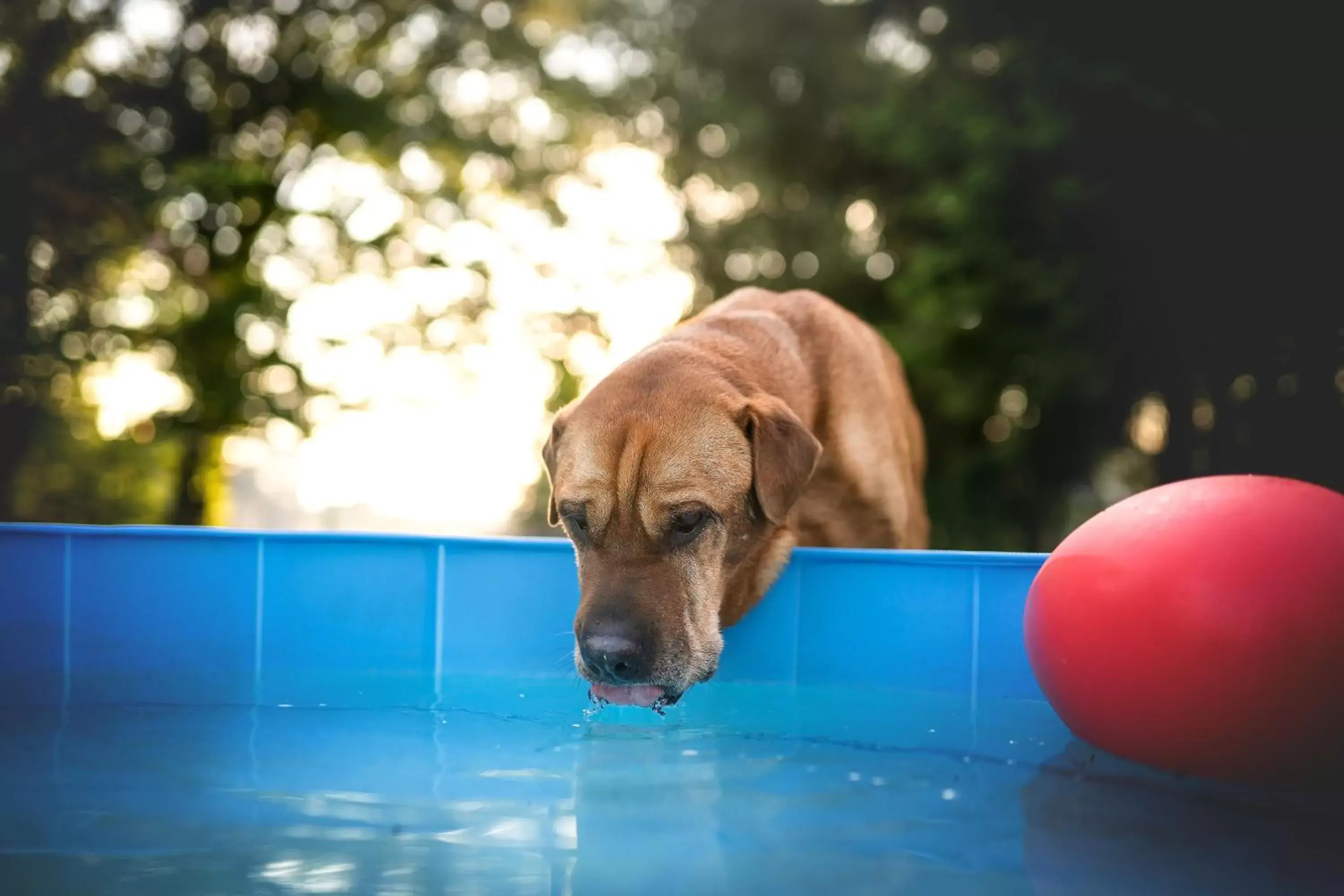 Pets in Berghotel Steiger - Erzgebirge