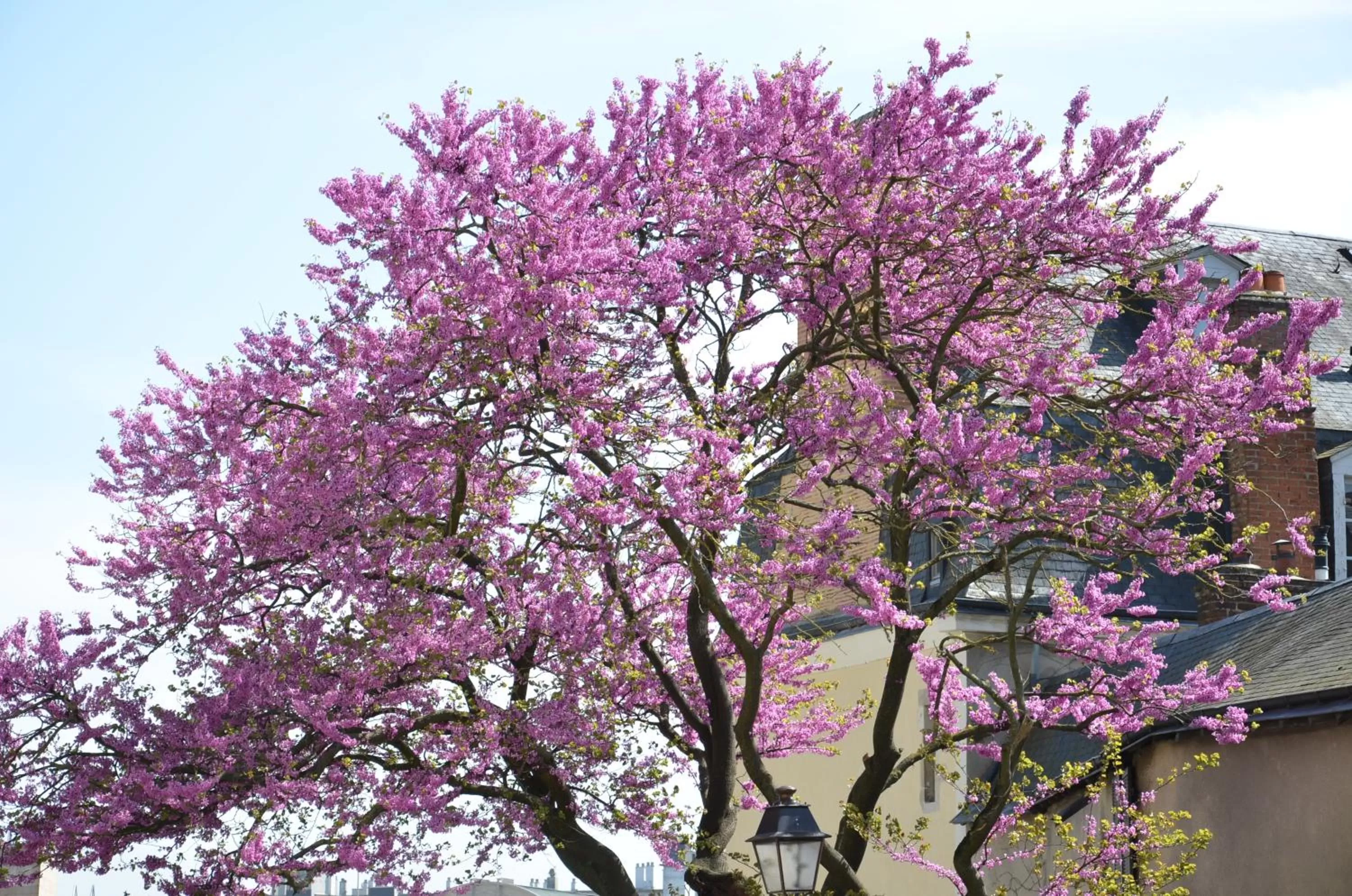 Natural landscape in Eklo Hotels Le Mans