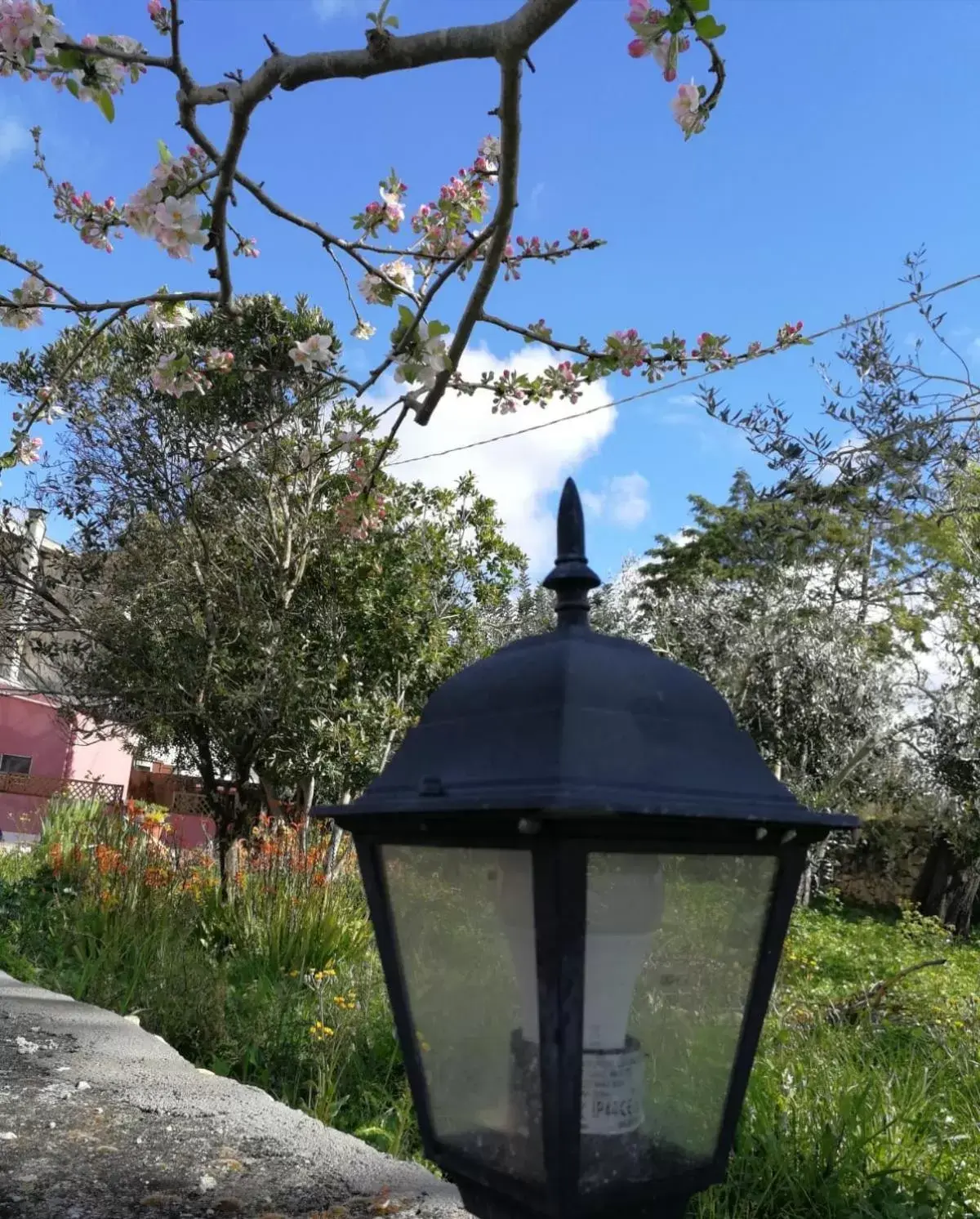 Garden in Albero della musica