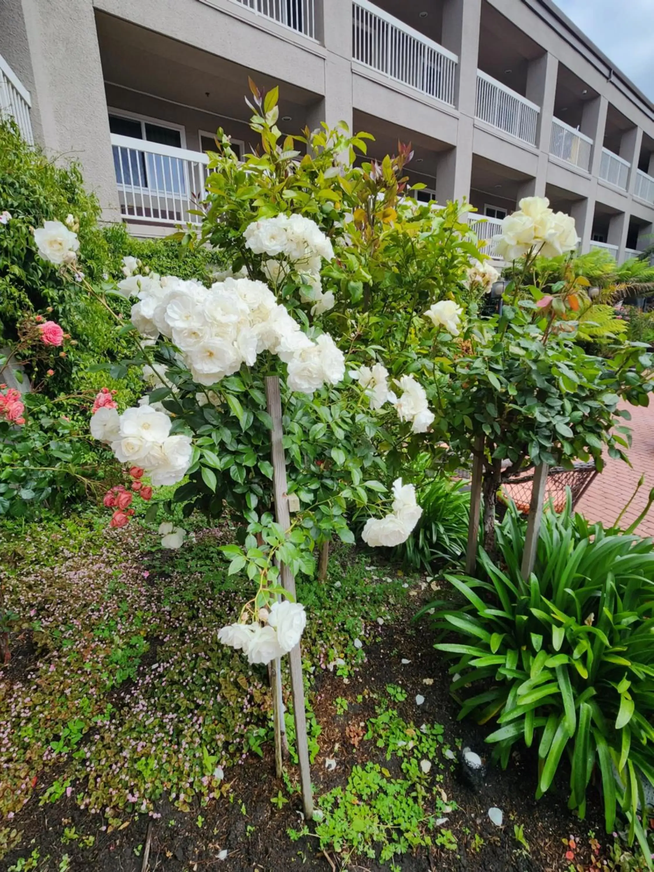 Garden in La Quinta by Wyndham San Francisco Airport West