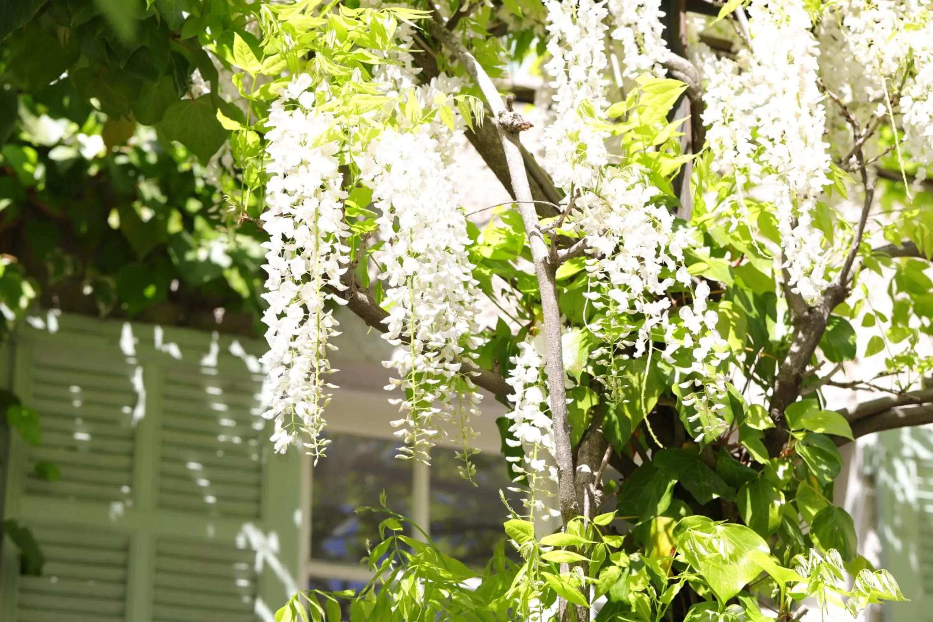 Garden in Hôtel De Mougins