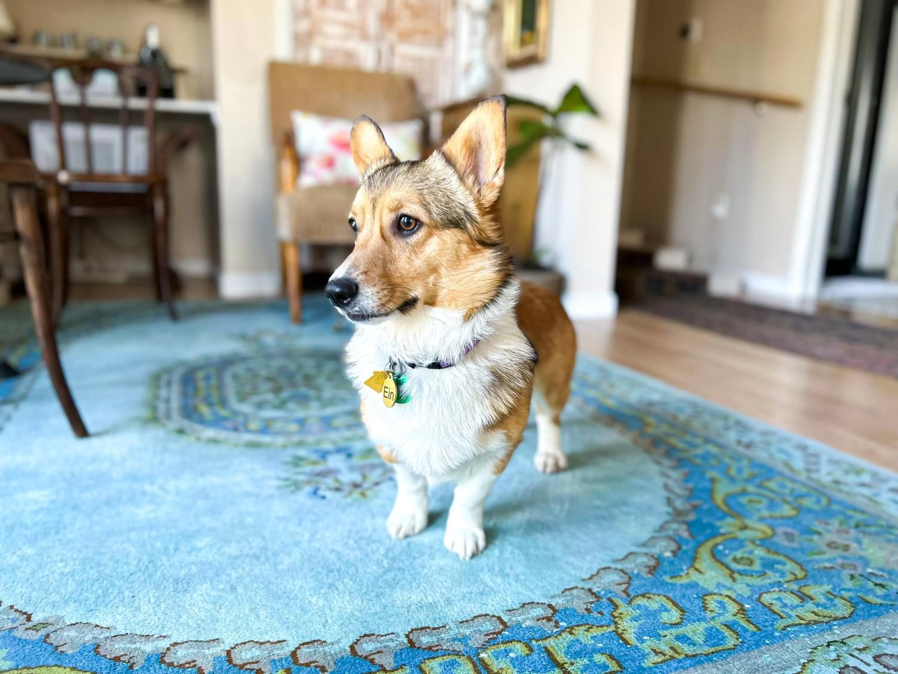 Pets in The Borland House Inn