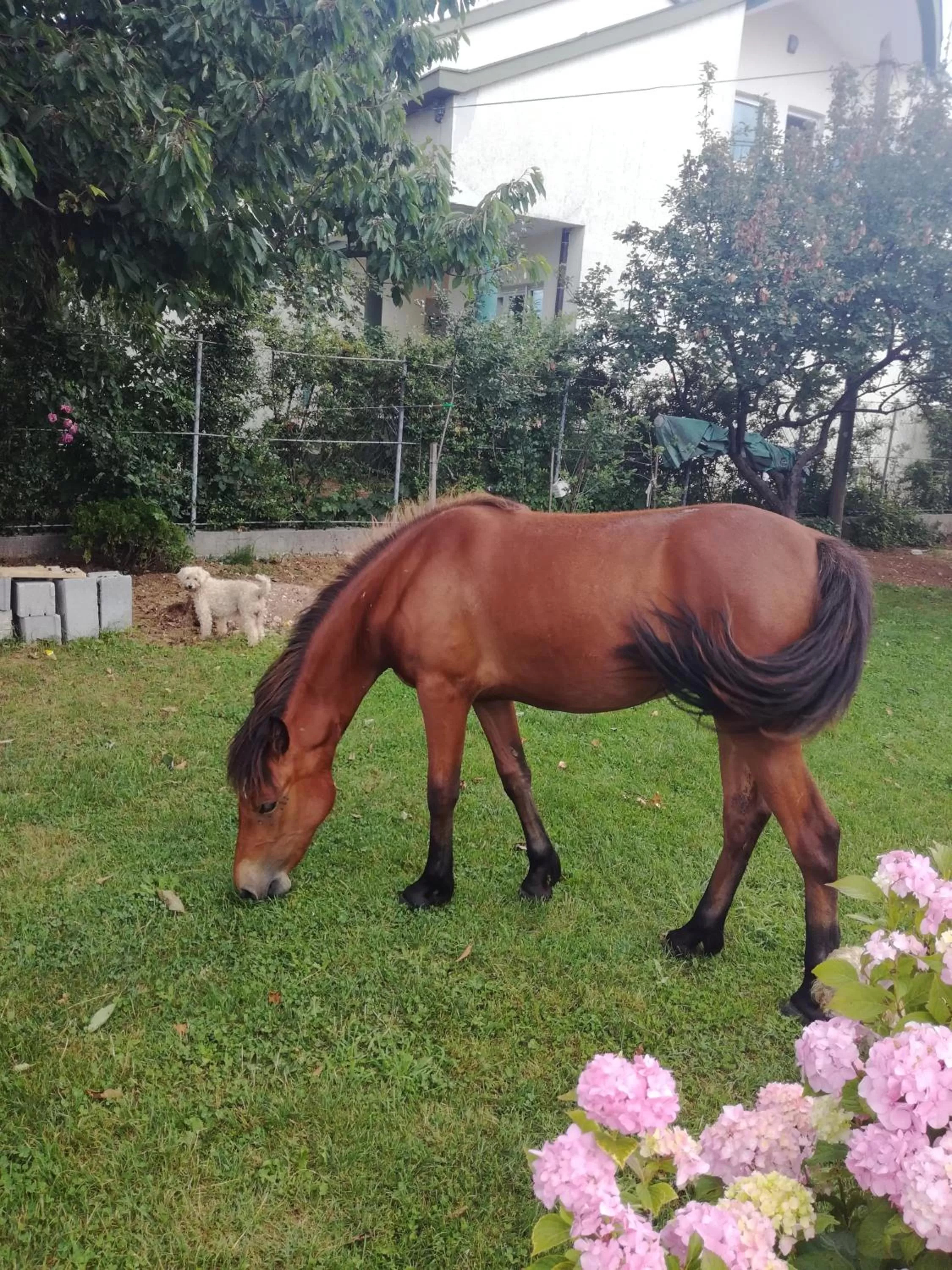 Other Animals in Frile Apartments