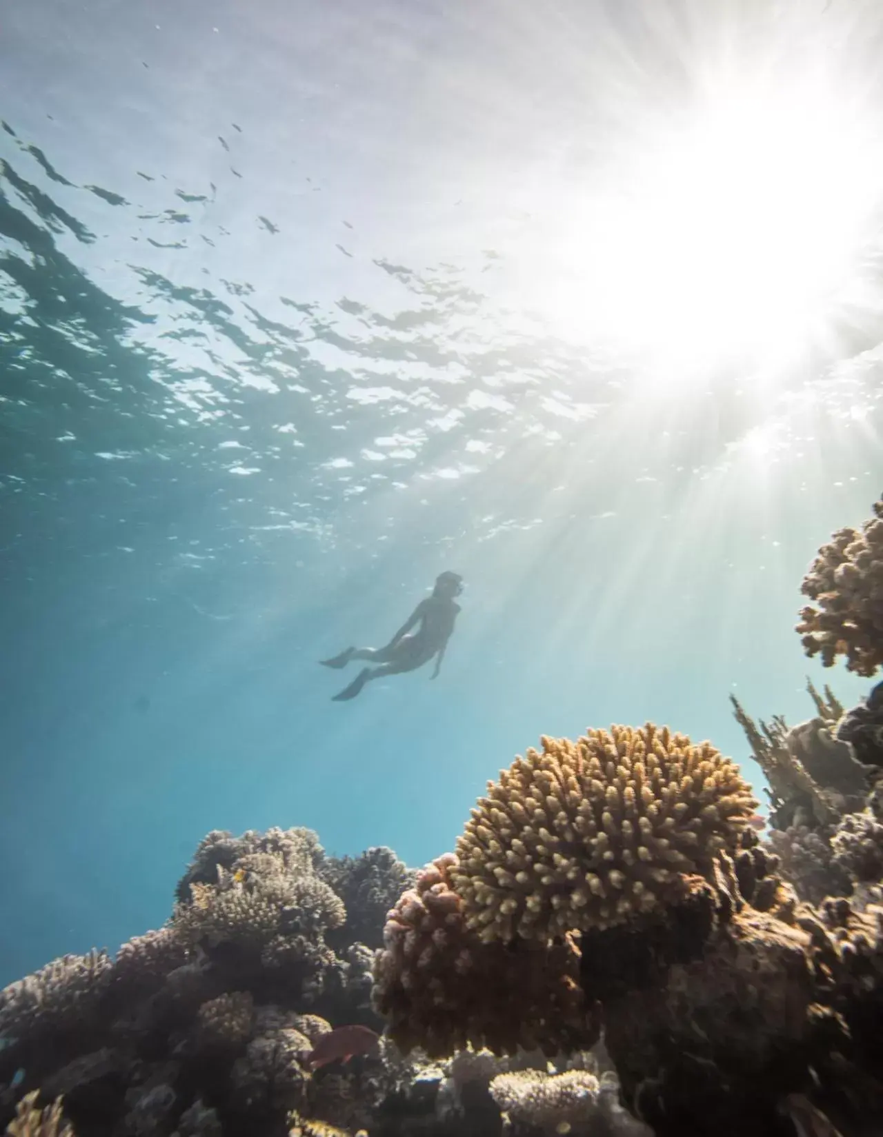 Snorkeling in Four Seasons Resort Sharm El Sheikh