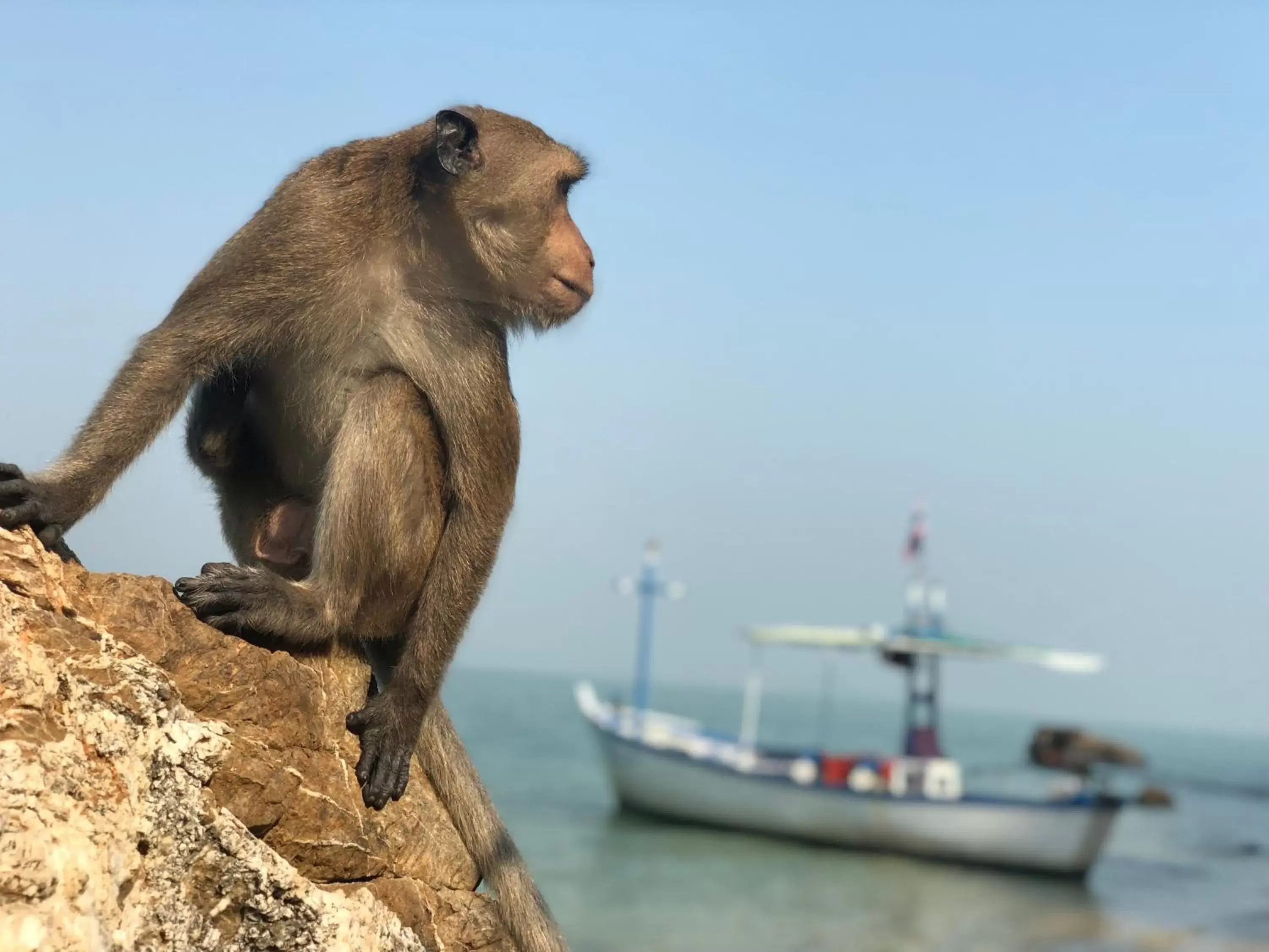 Activities, Other Animals in Dolphin Bay Beach Resort