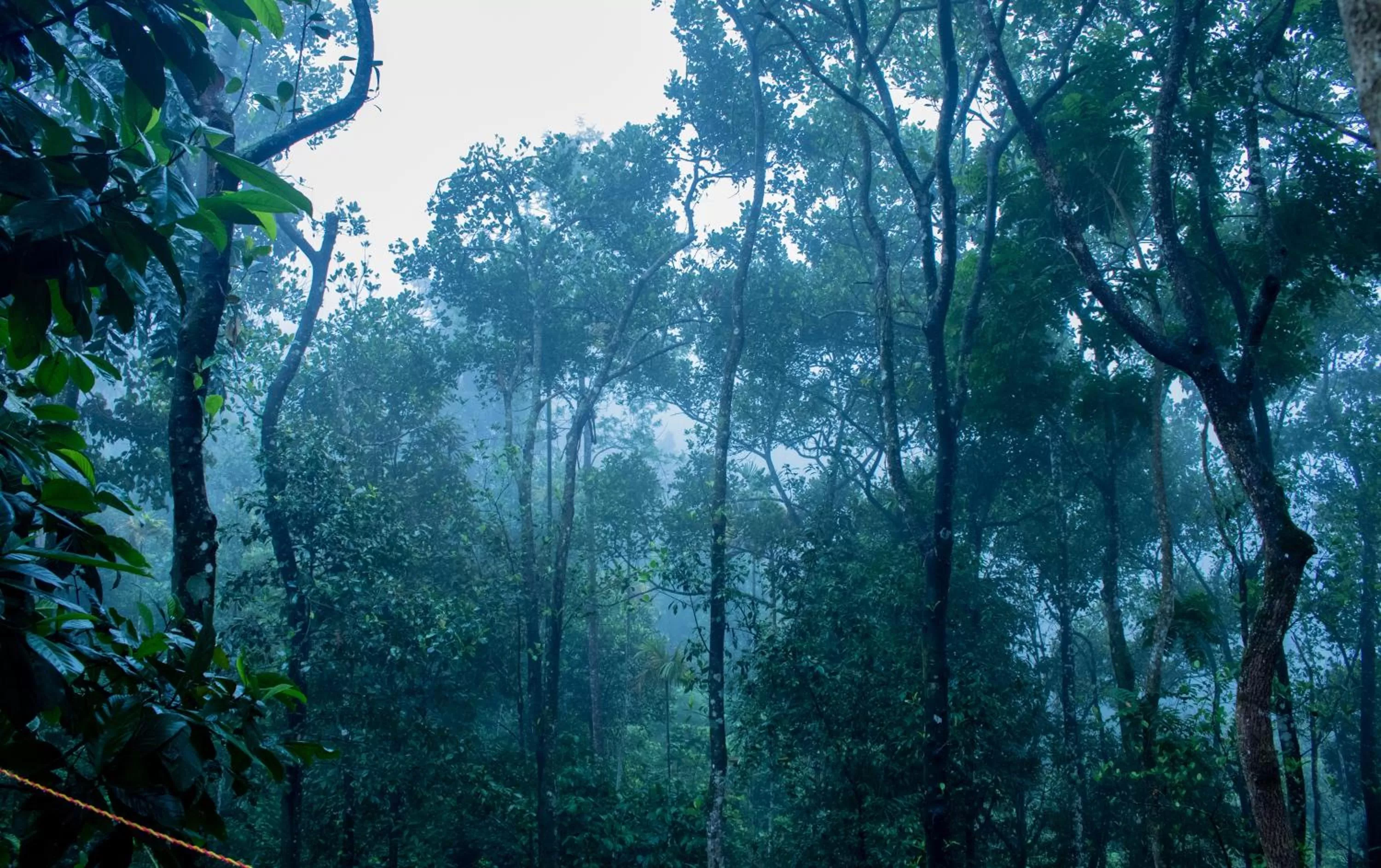 Natural landscape in Edens Munnar