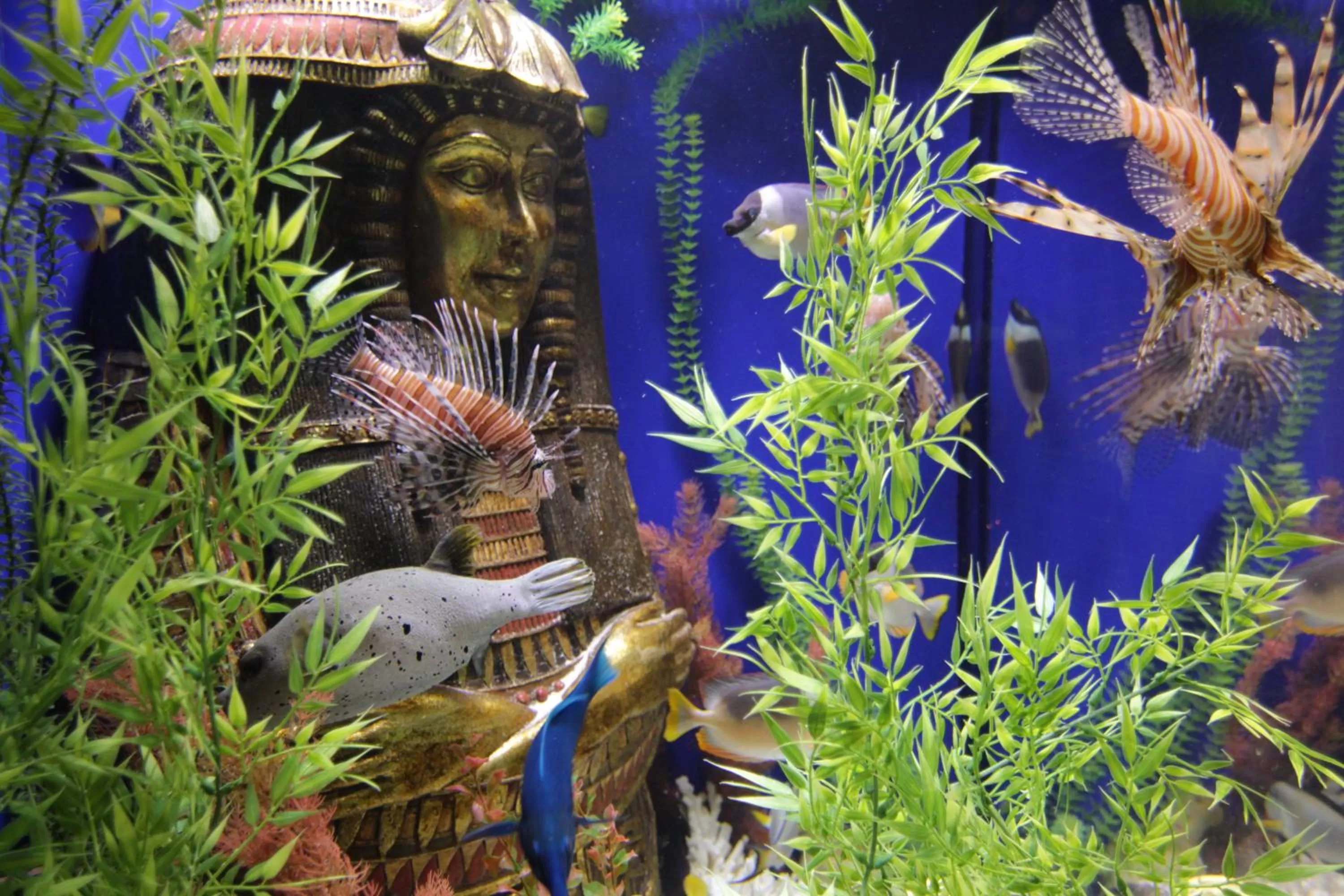 Animals in The Roxbury