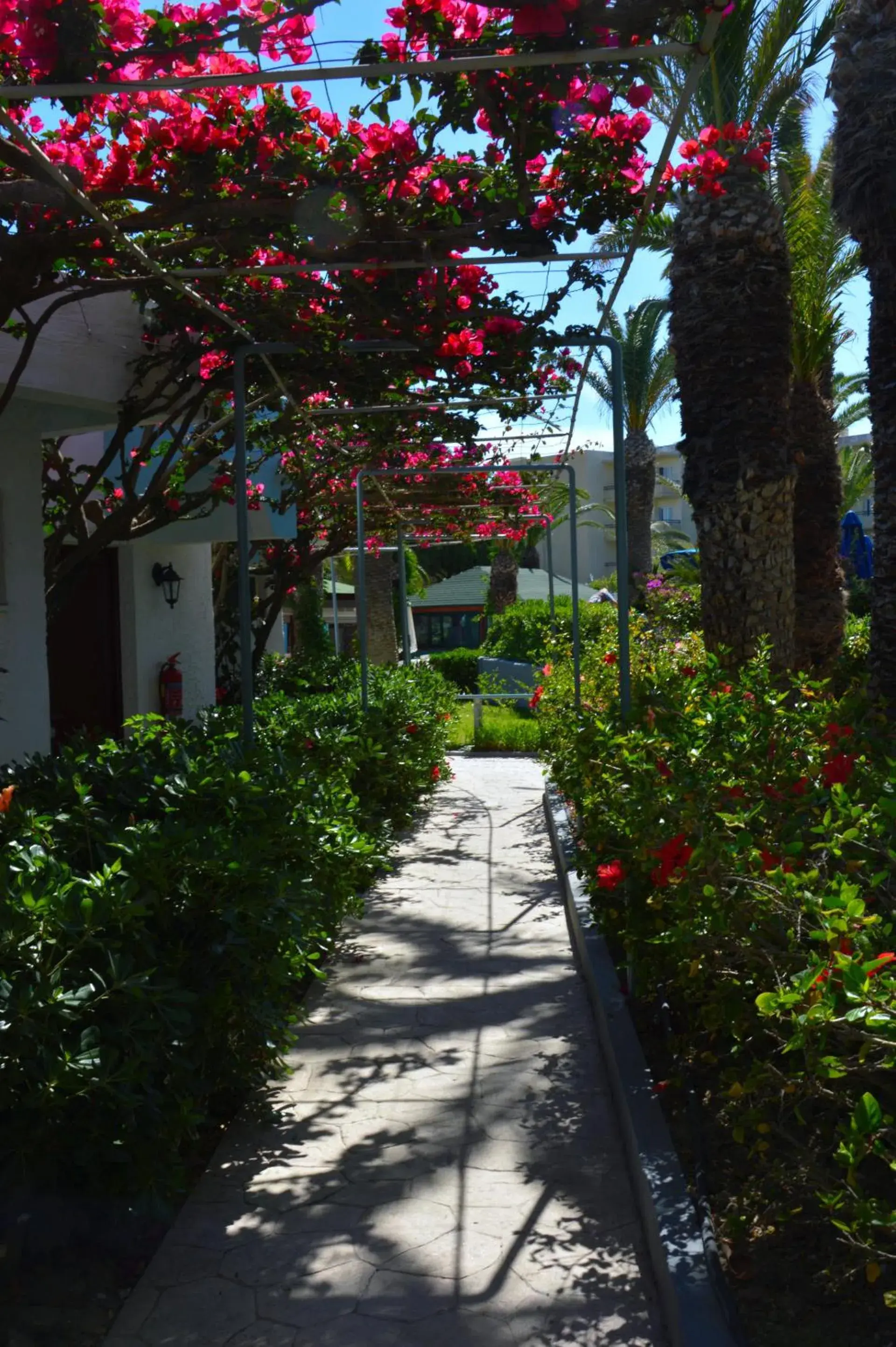 Garden in Blue Horizon