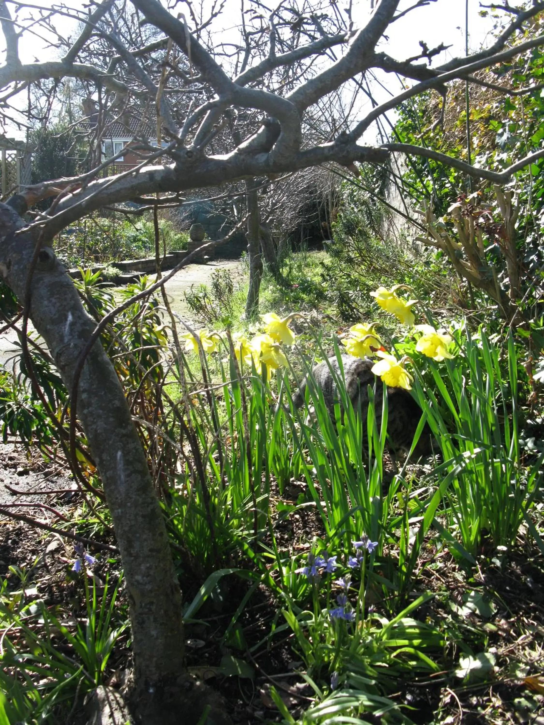 Spring, Garden in The School House