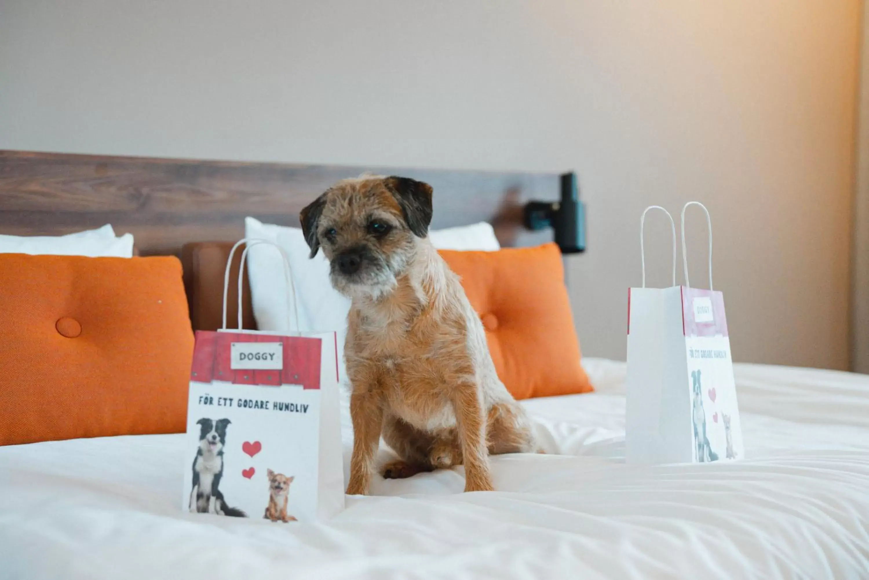 Animals, Bed in Clarion Hotel Winn Animals, Bed in Clarion Hotel Winn