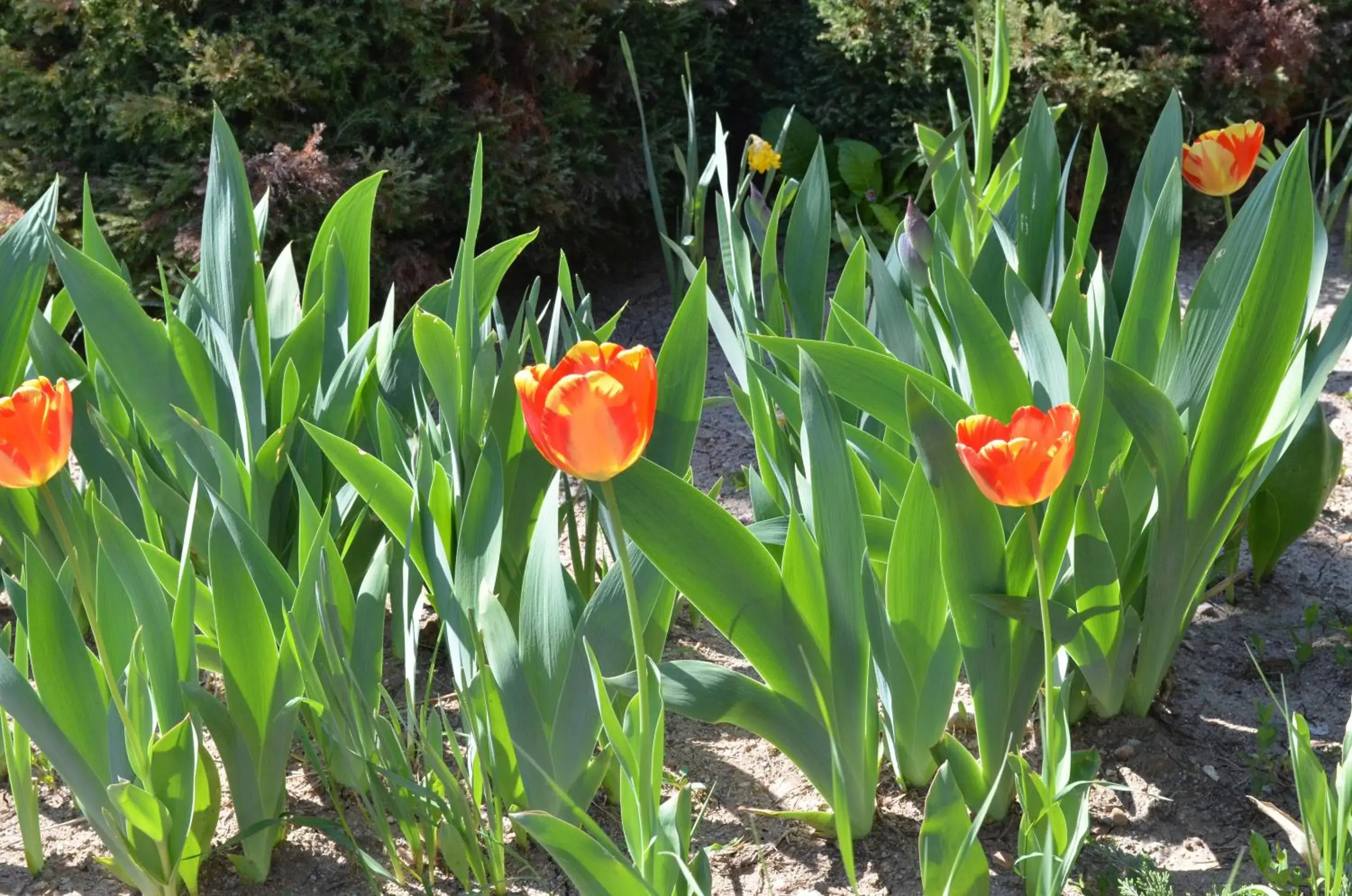 Natural landscape, Garden in Hotel Bankya Palace