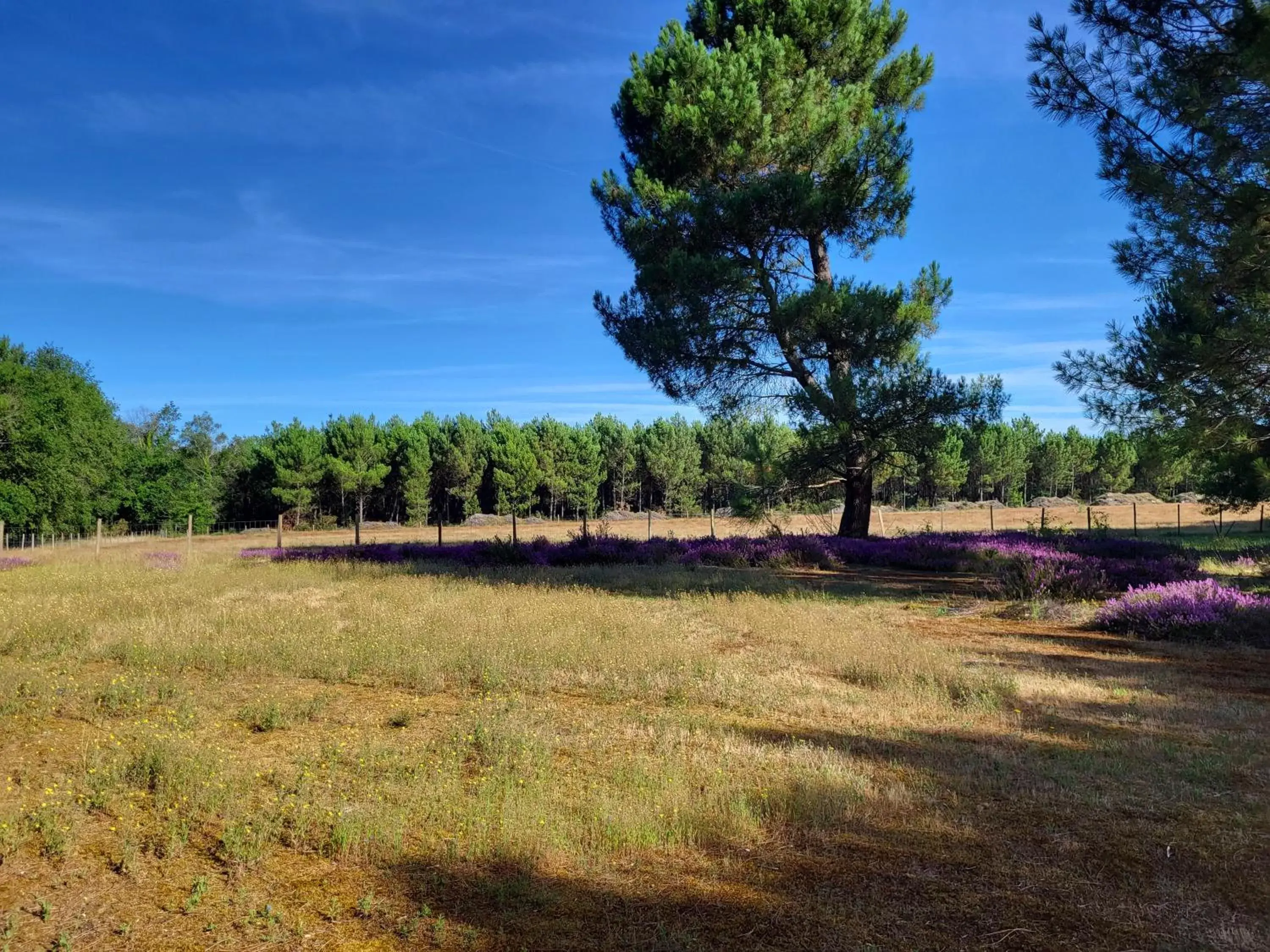 Garden in Domaine de La Sarrotte