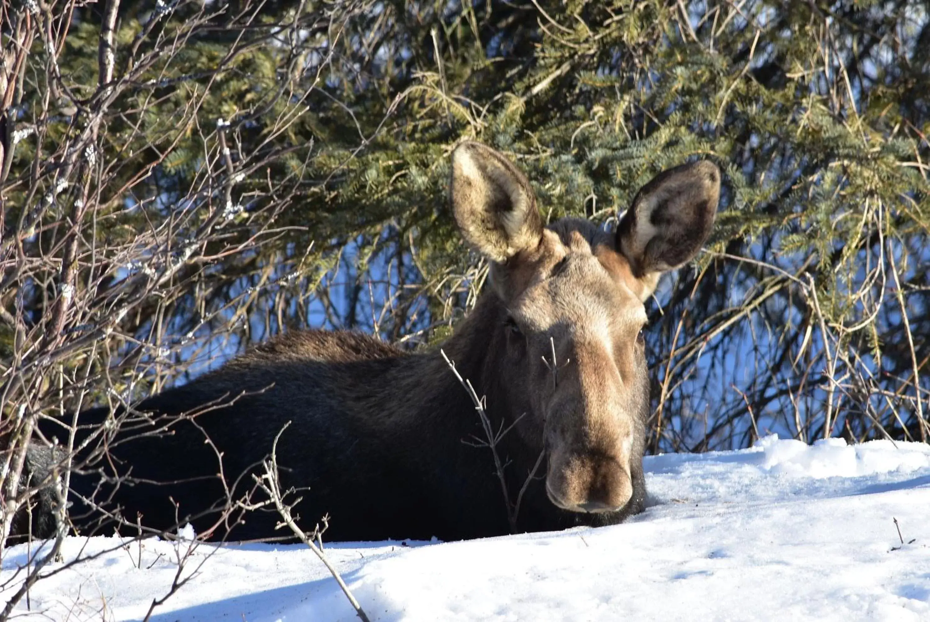 Other Animals in Alaska Chalet Bed & Breakfast