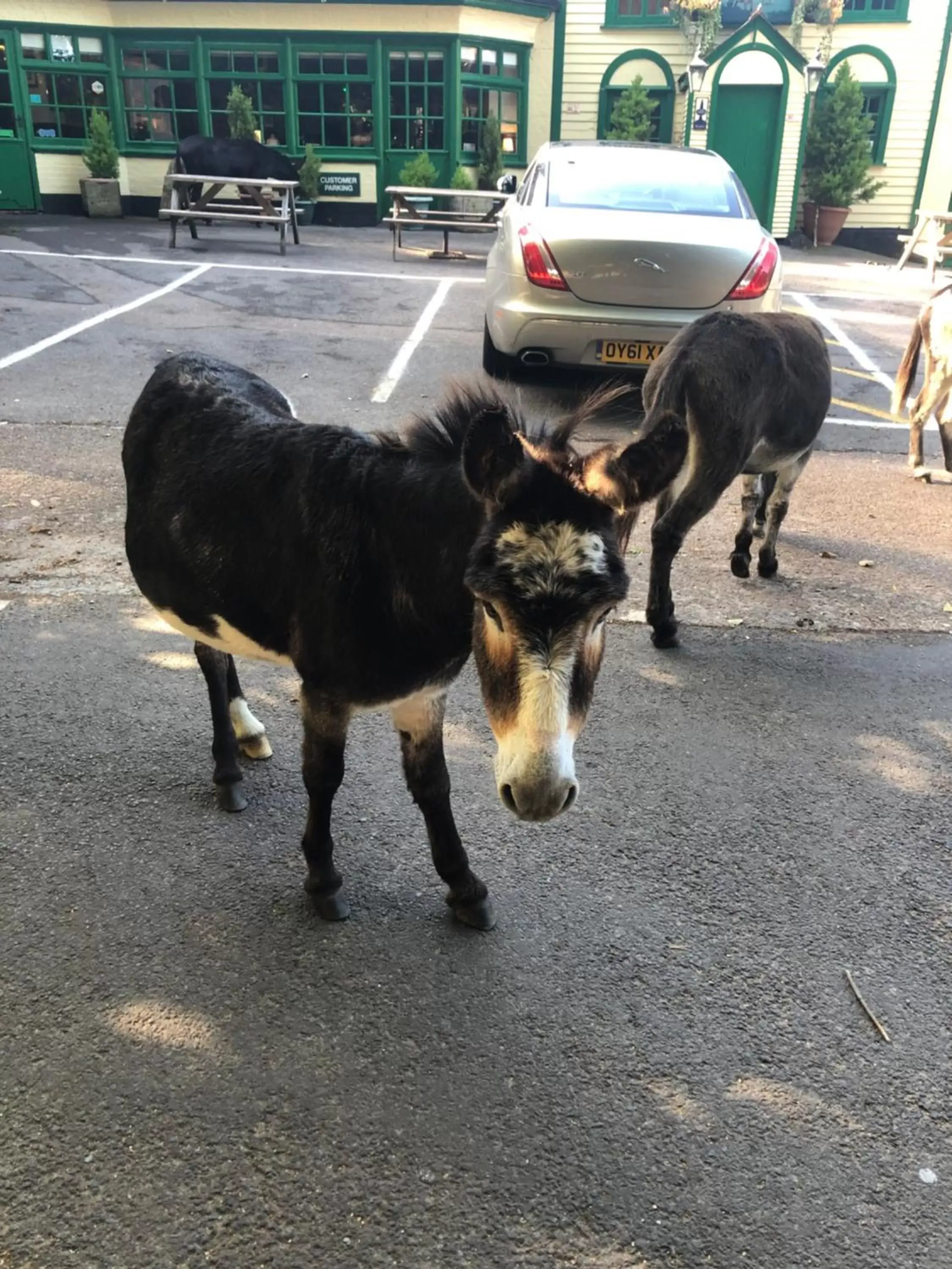 Pets in The New Forest Inn