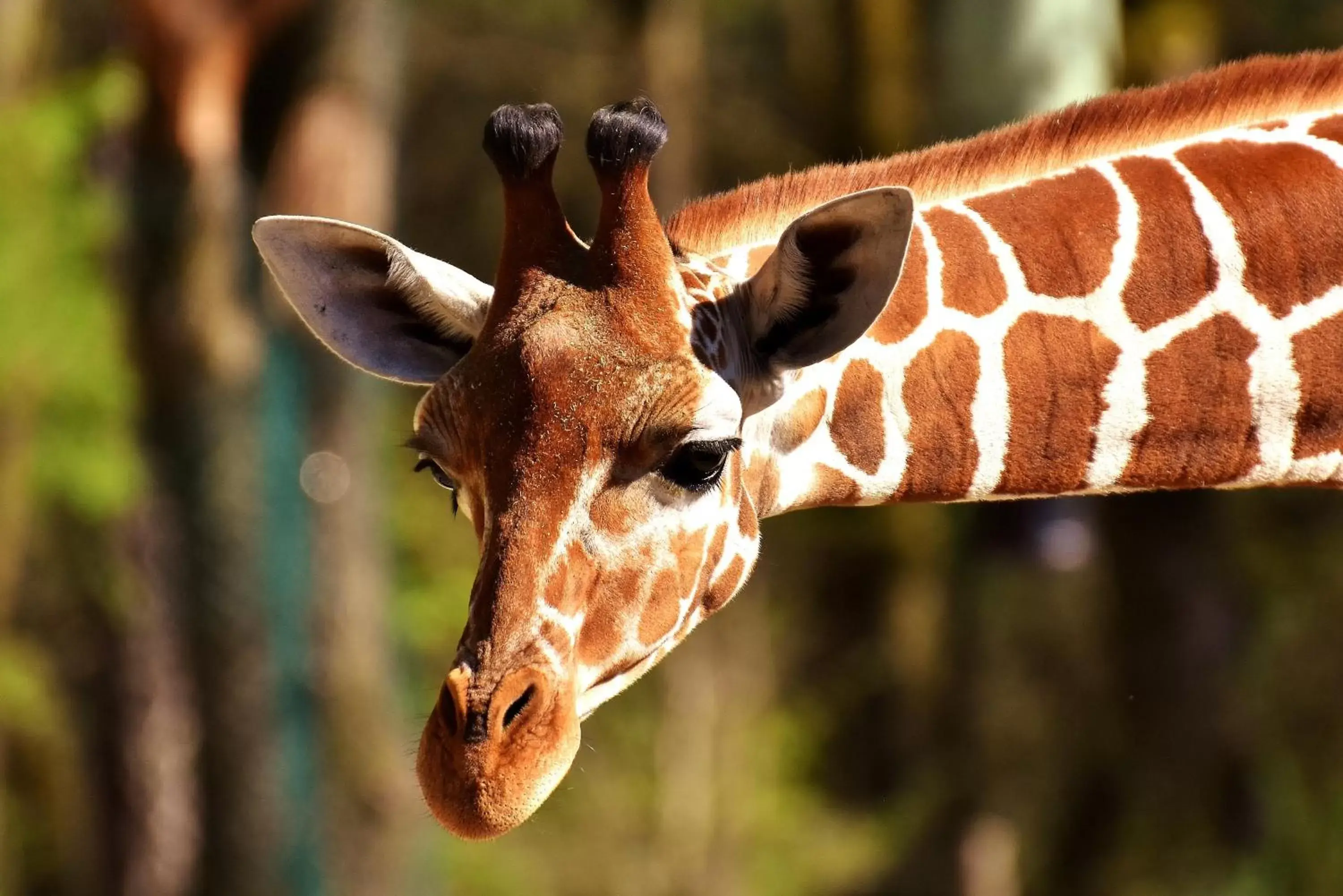 Nearby landmark, Other Animals in Holiday Inn Hotel & Suites Council Bluffs, an IHG Hotel