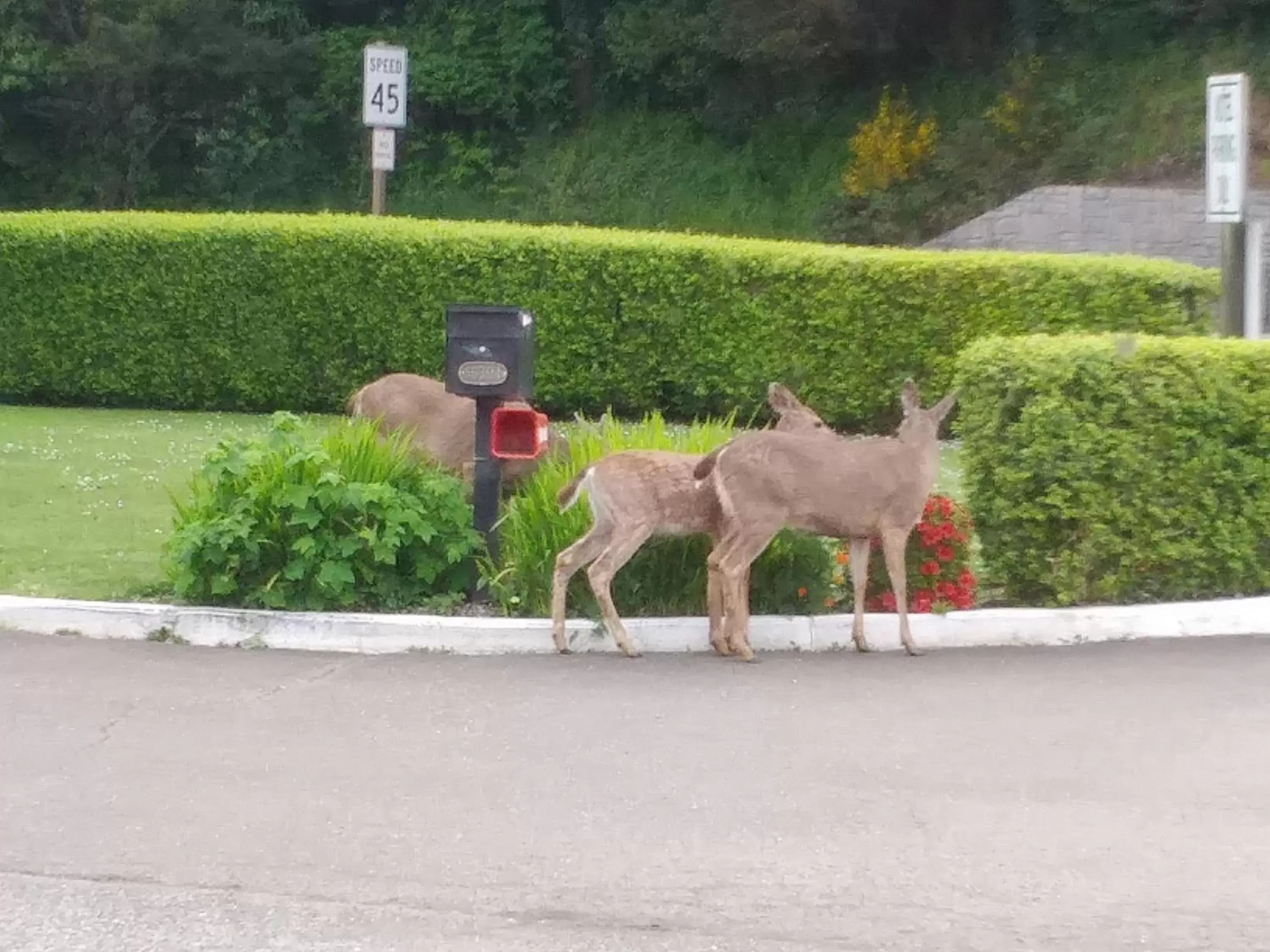 Property building, Other Animals in Bay Bridge Motel