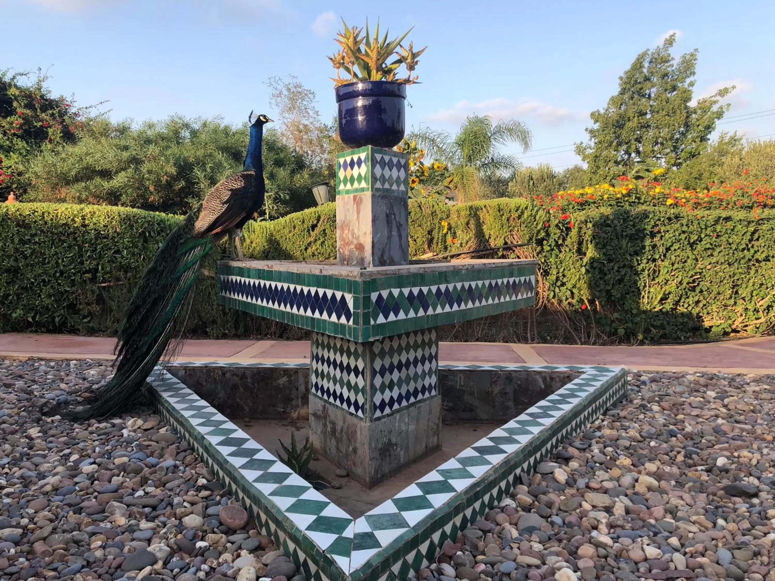 Garden in Riad Hamdani