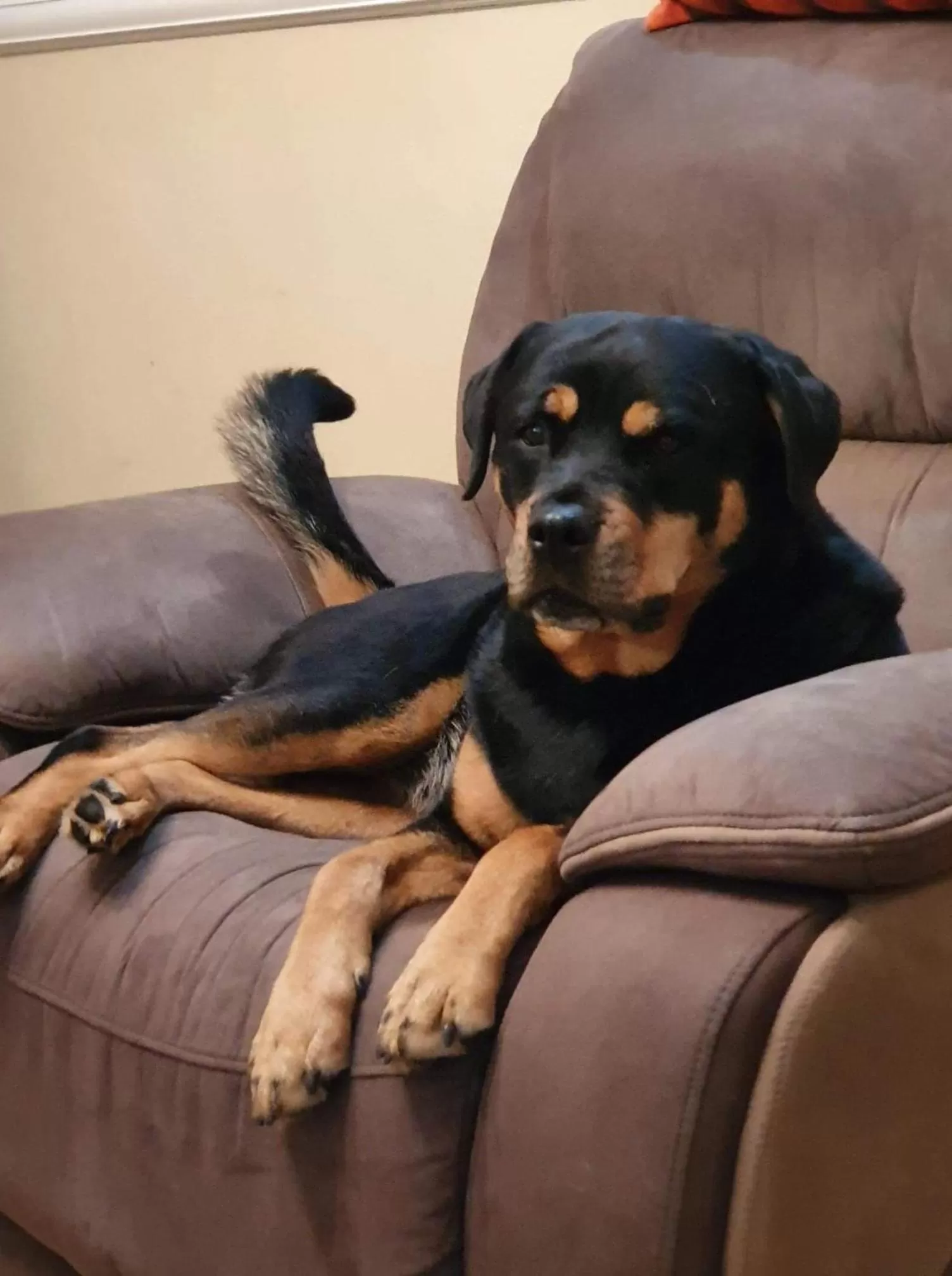 Pets in Victorian Townhouse