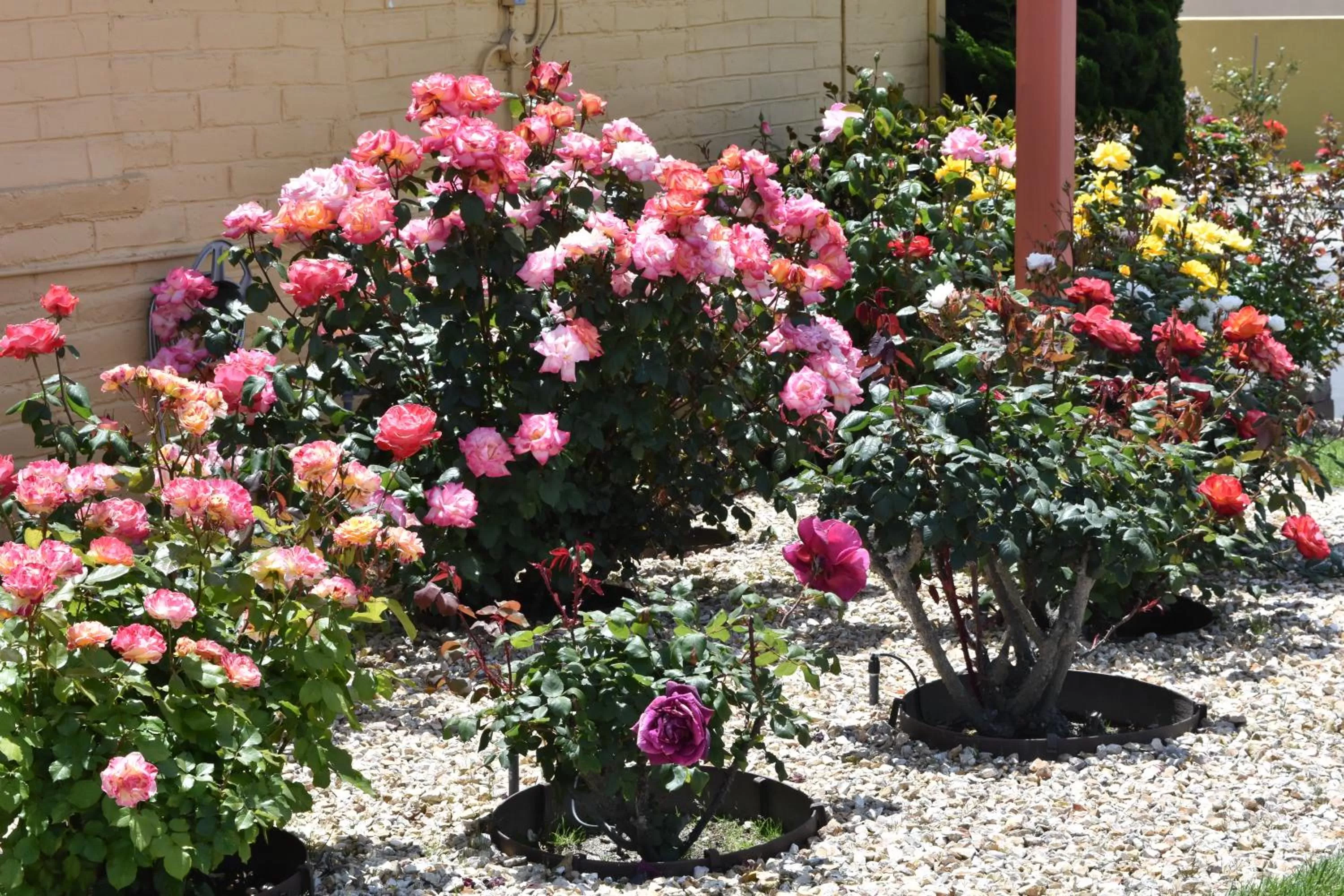 Garden in Seaside Inn Monterey