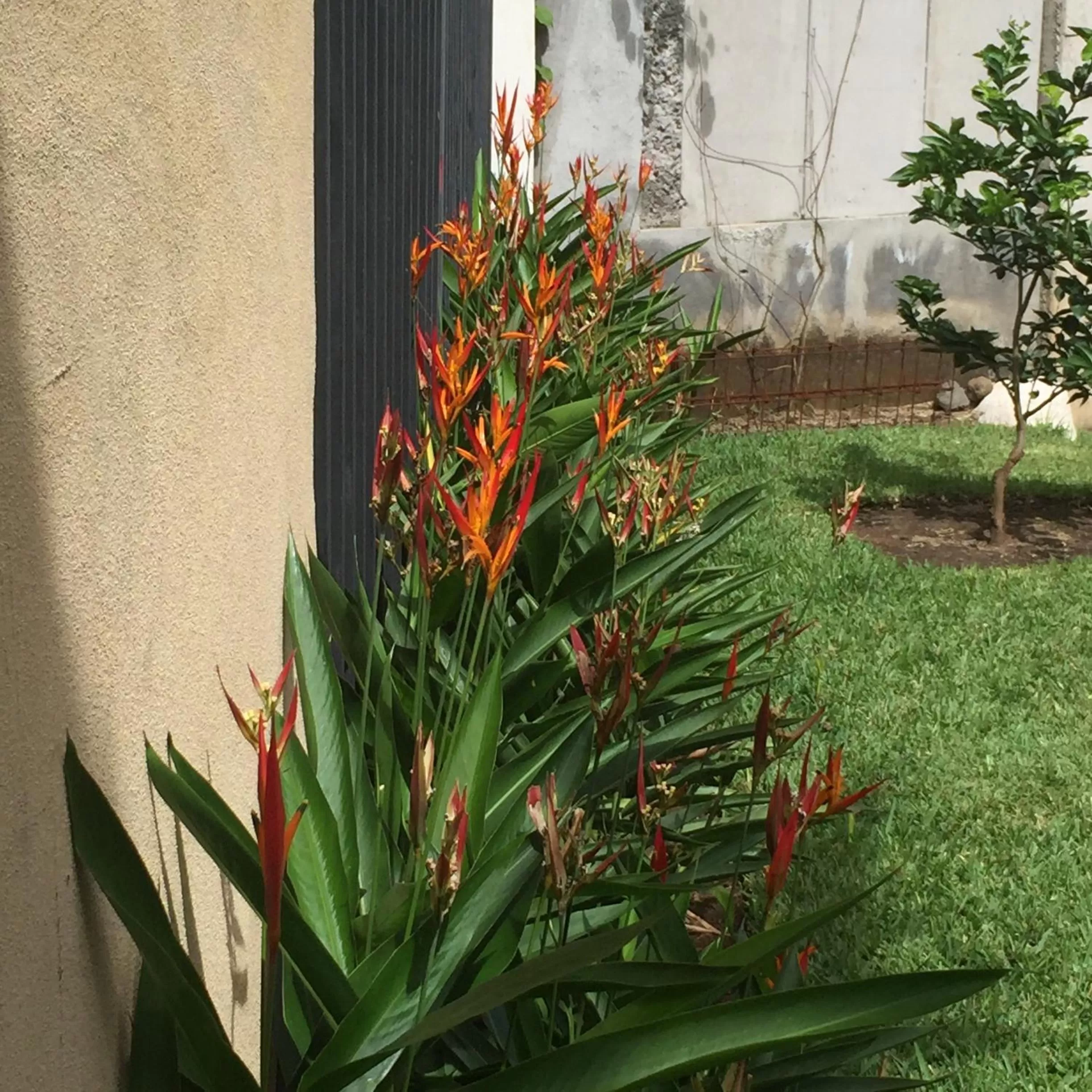 Garden in Airport Rio Segundo Studio