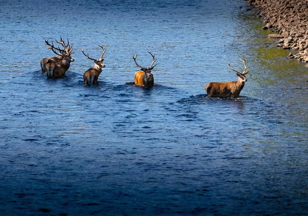 Animals in Loch Rannoch Hotel and Spa