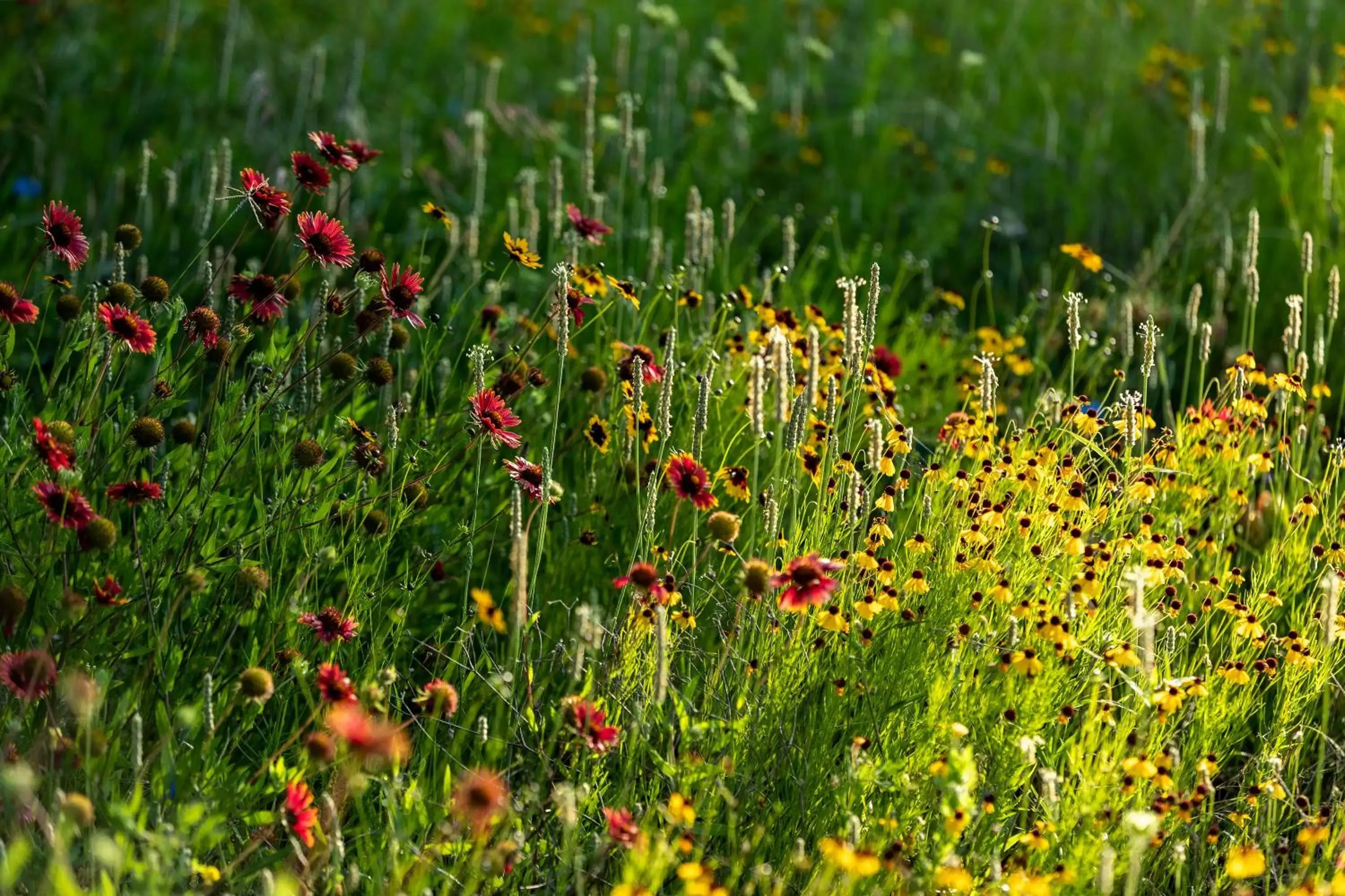 Spring, Other Animals in Wildcatter Ranch and Resort