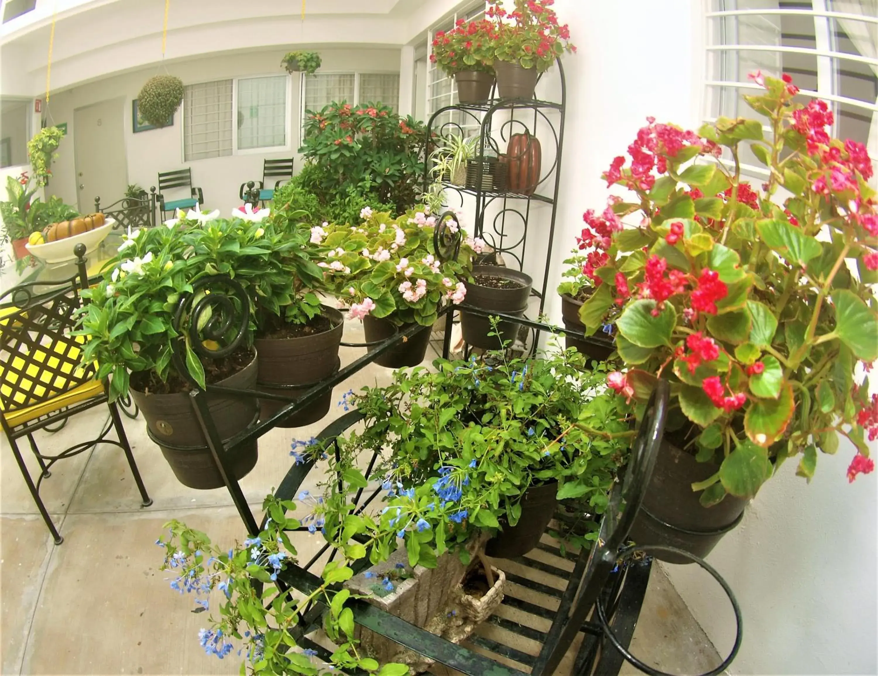 Garden in El Rincon de Los Angeles