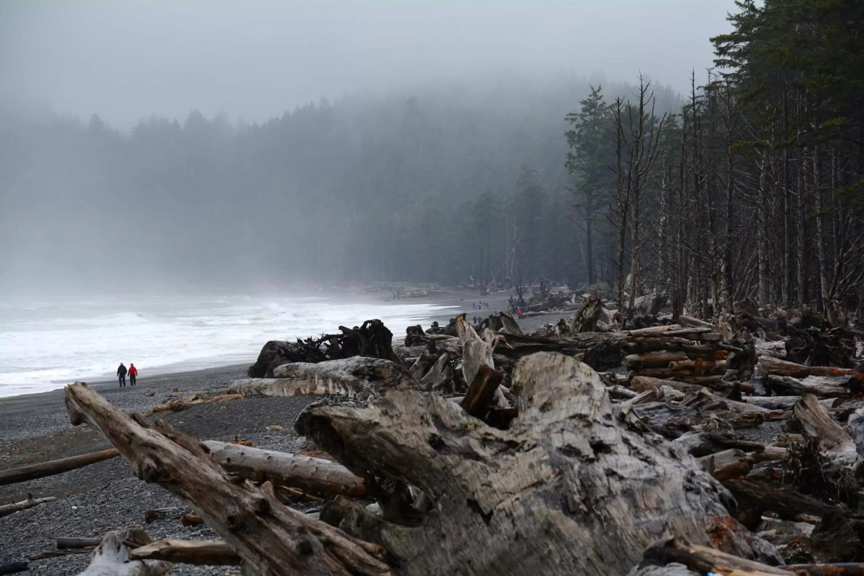 Area and facilities, Natural Landscape in Super 8 by Wyndham Port Angeles at Olympic National Park