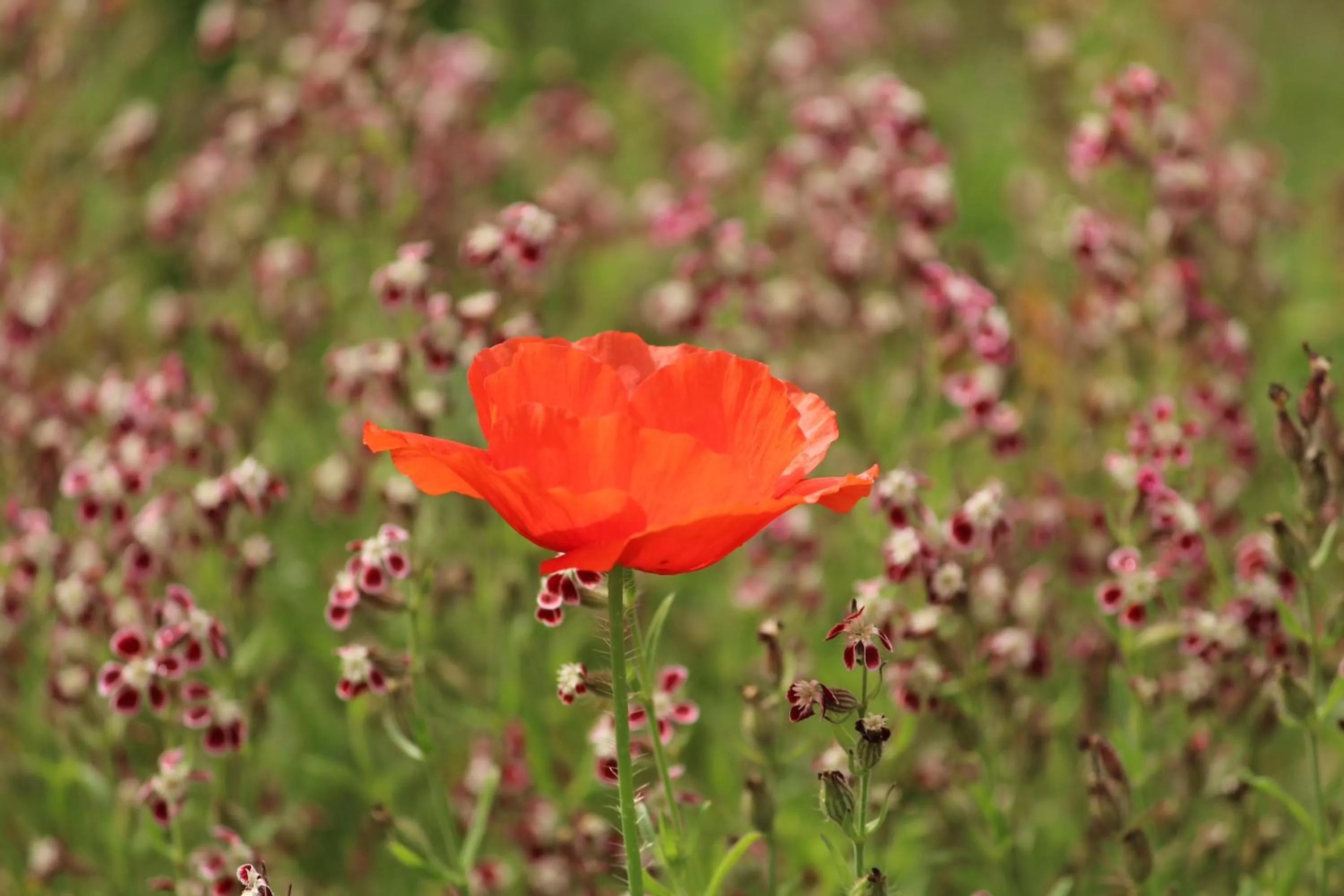 Garden, Other Animals in Hotel Boutique Casa Werner