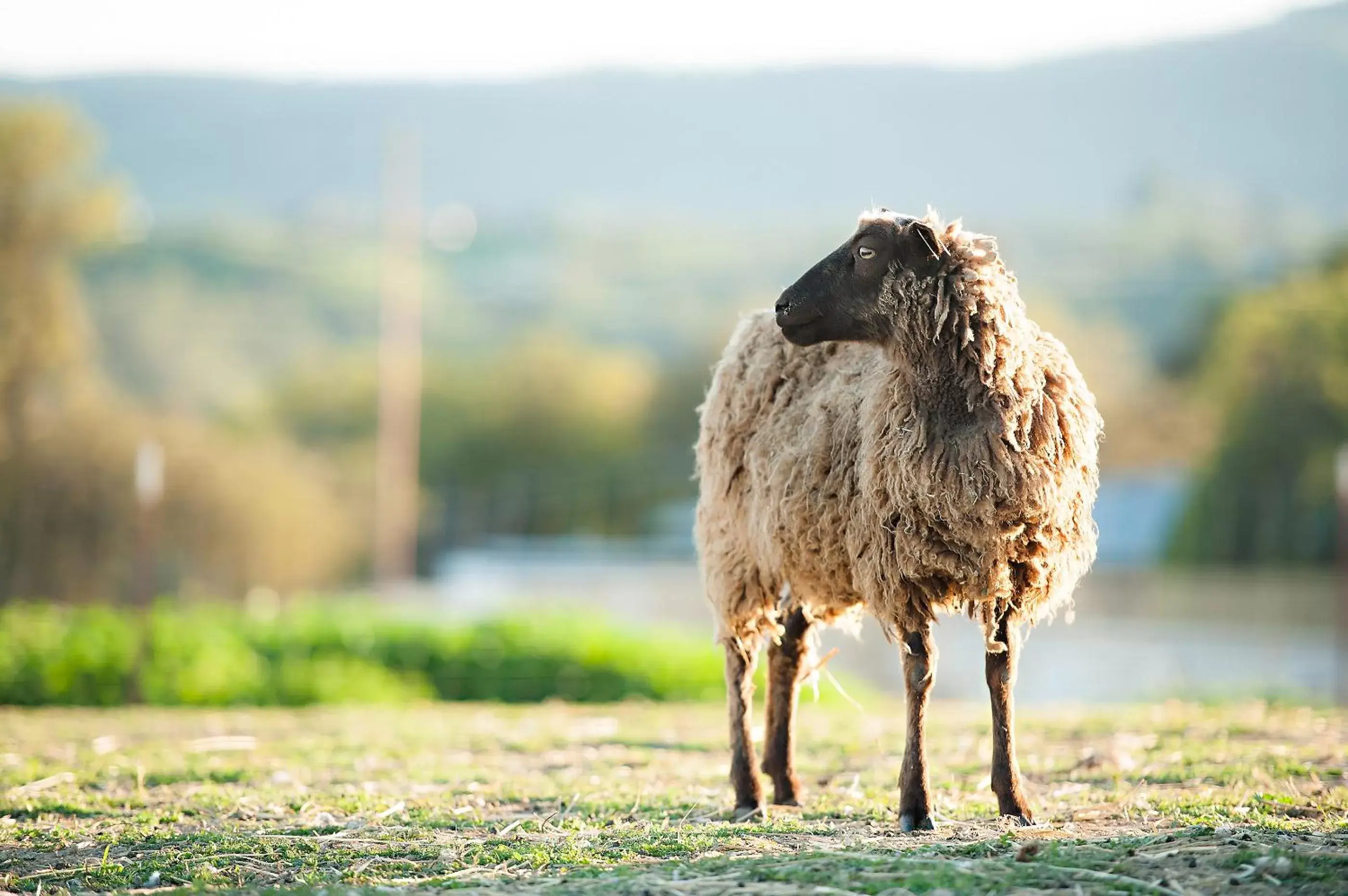 Other Animals in Rêves de Moutons