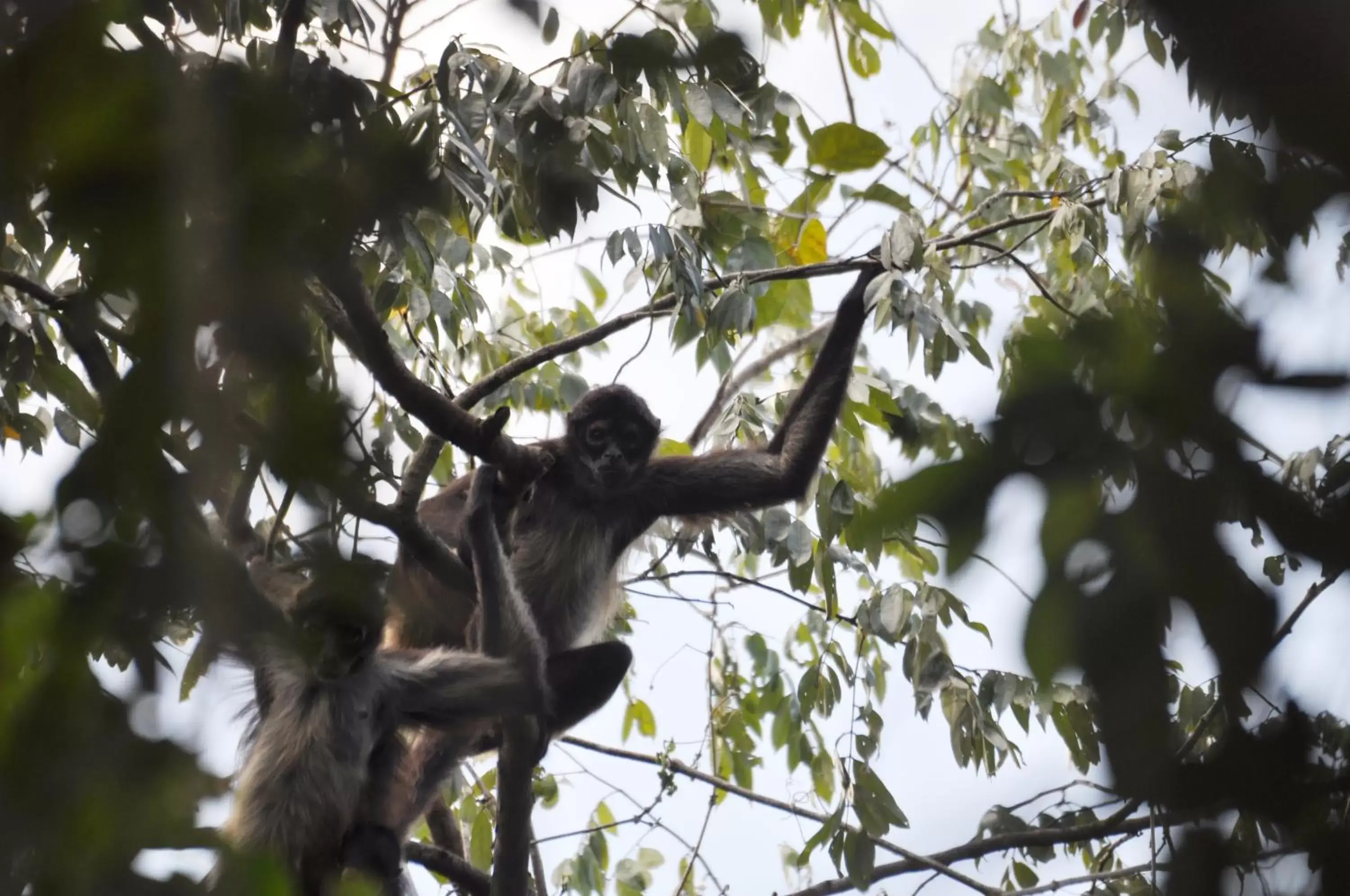 Animals, Other Animals in Jolie Jungle Eco Hotel