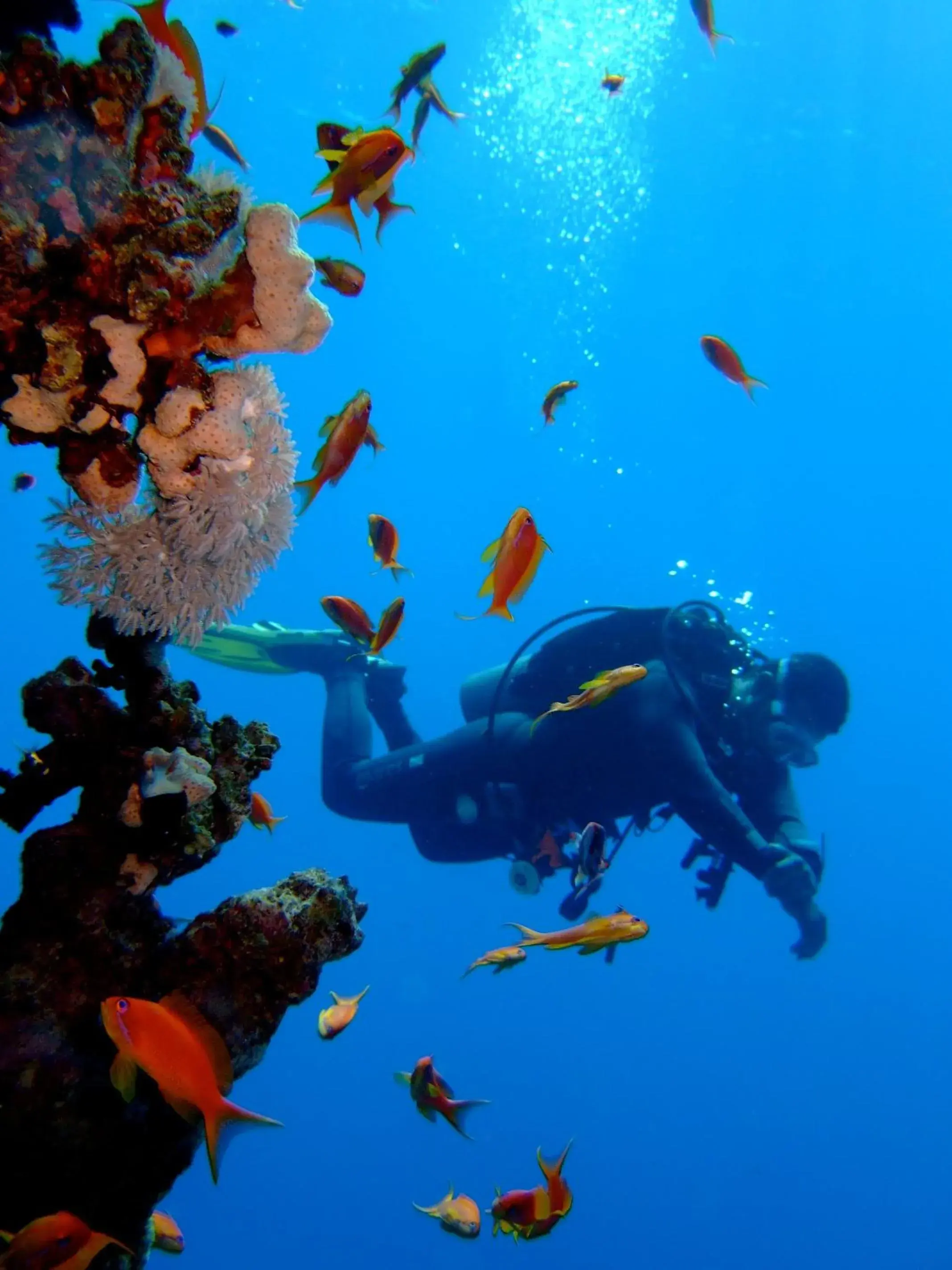 Beach, Snorkeling/Diving in Steigenberger Aqua Magic Red Sea