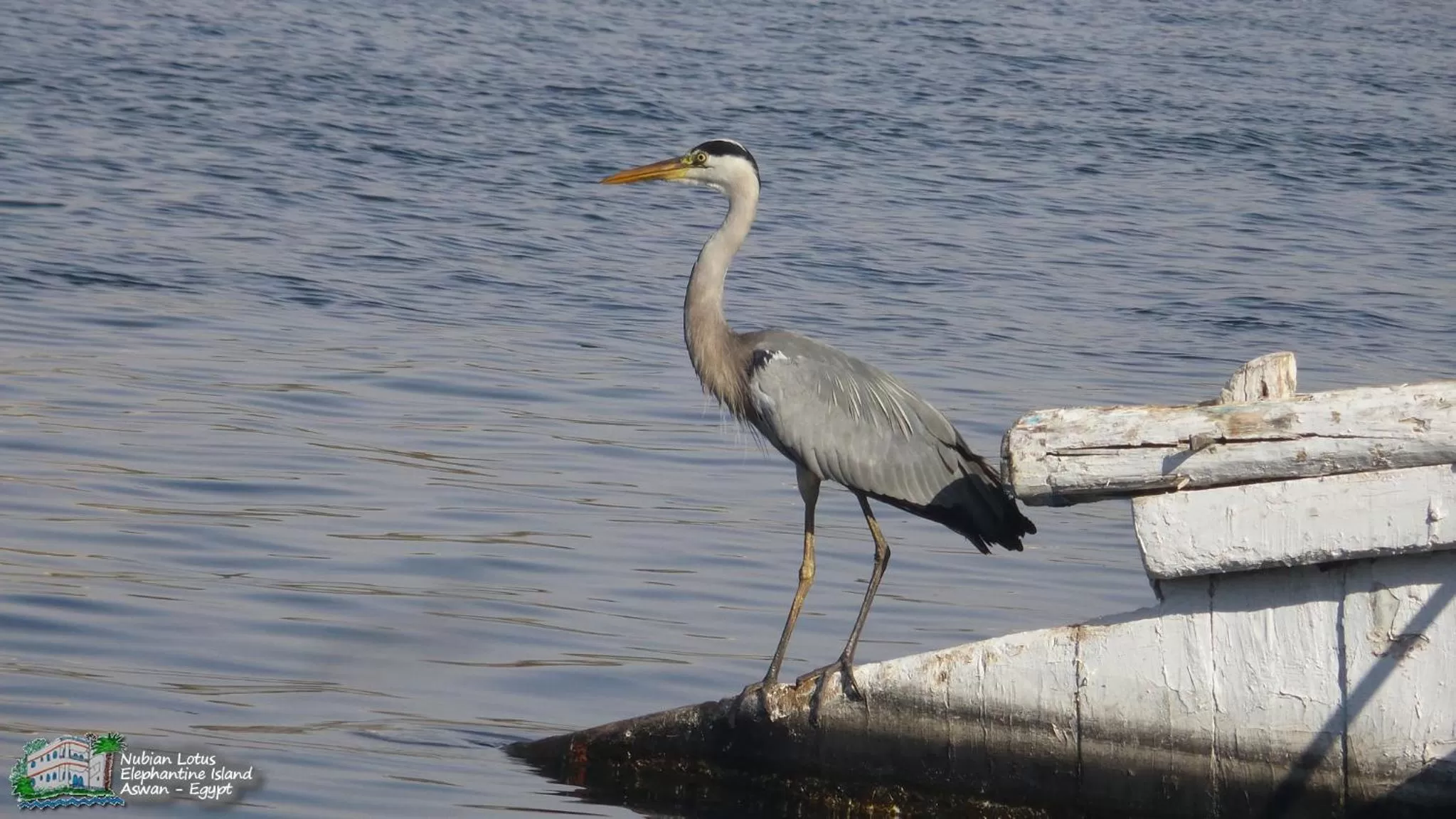 Property building, Other Animals in Nubian Lotus