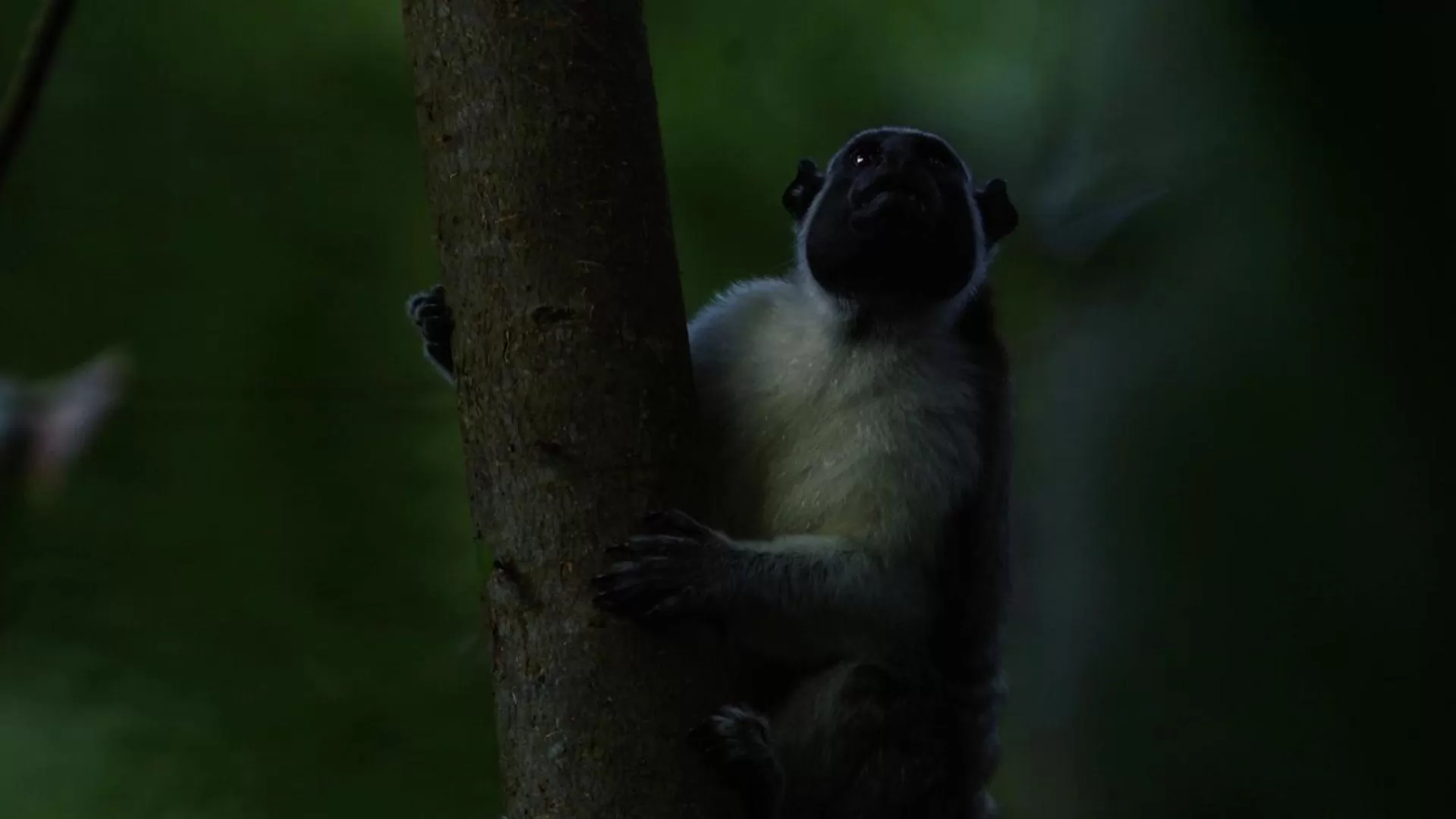 Los Robles Capurgana