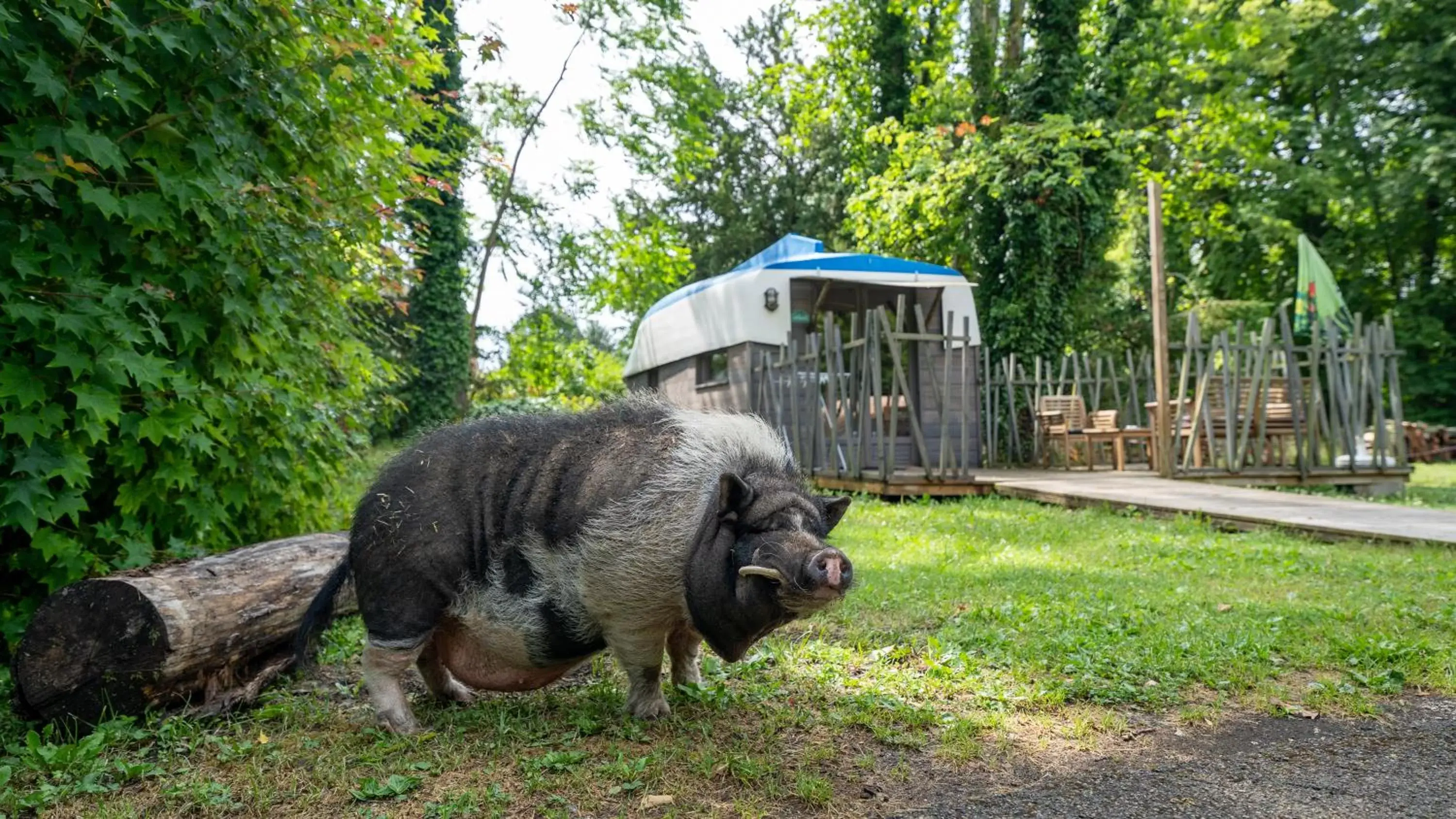 Natural landscape, Other Animals in Le Village de la Champagne - Slowmoov