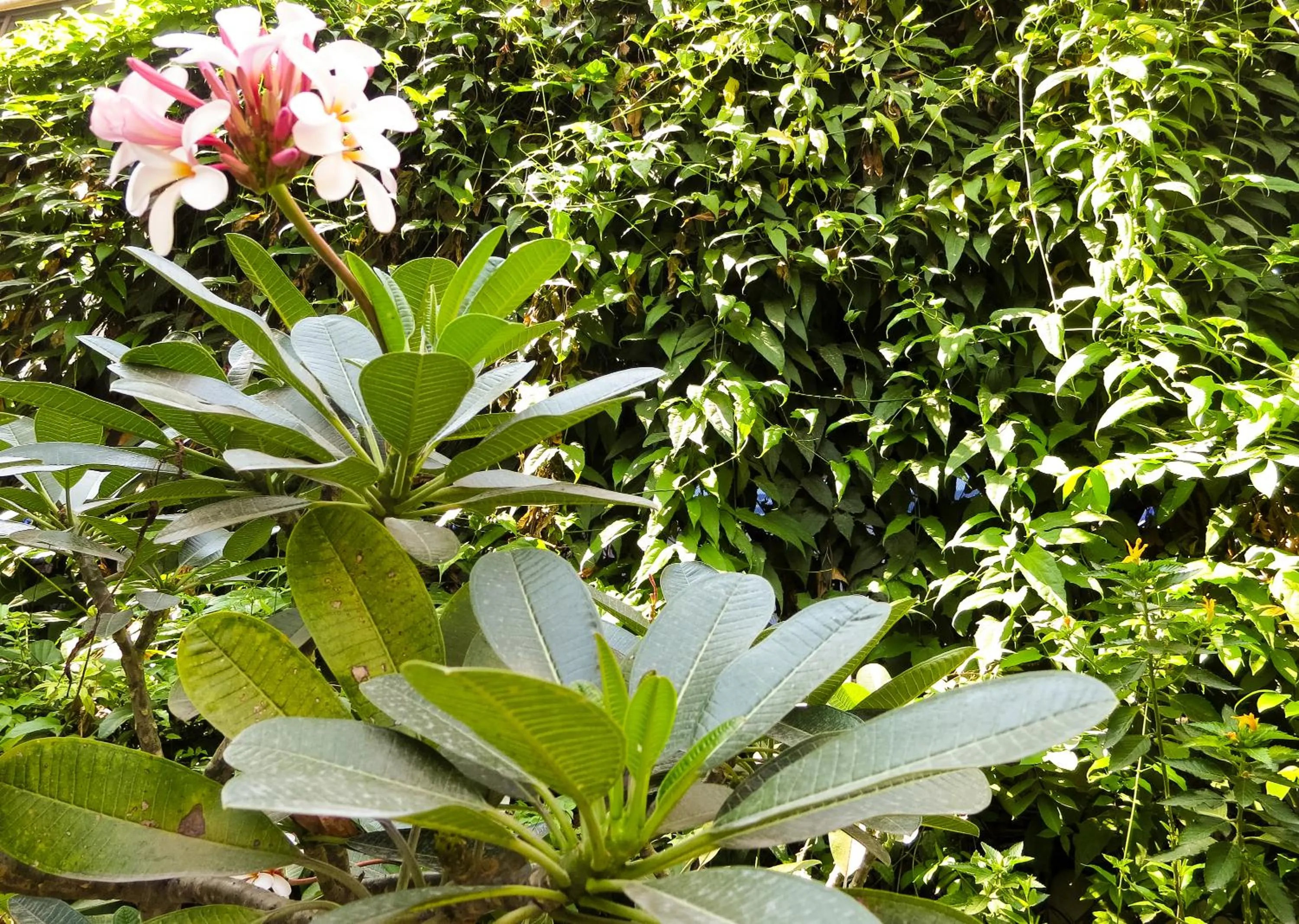 Facade/entrance in Baansilom Soi 3