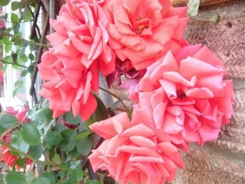 Other in Rosa's Bed and Breakfast