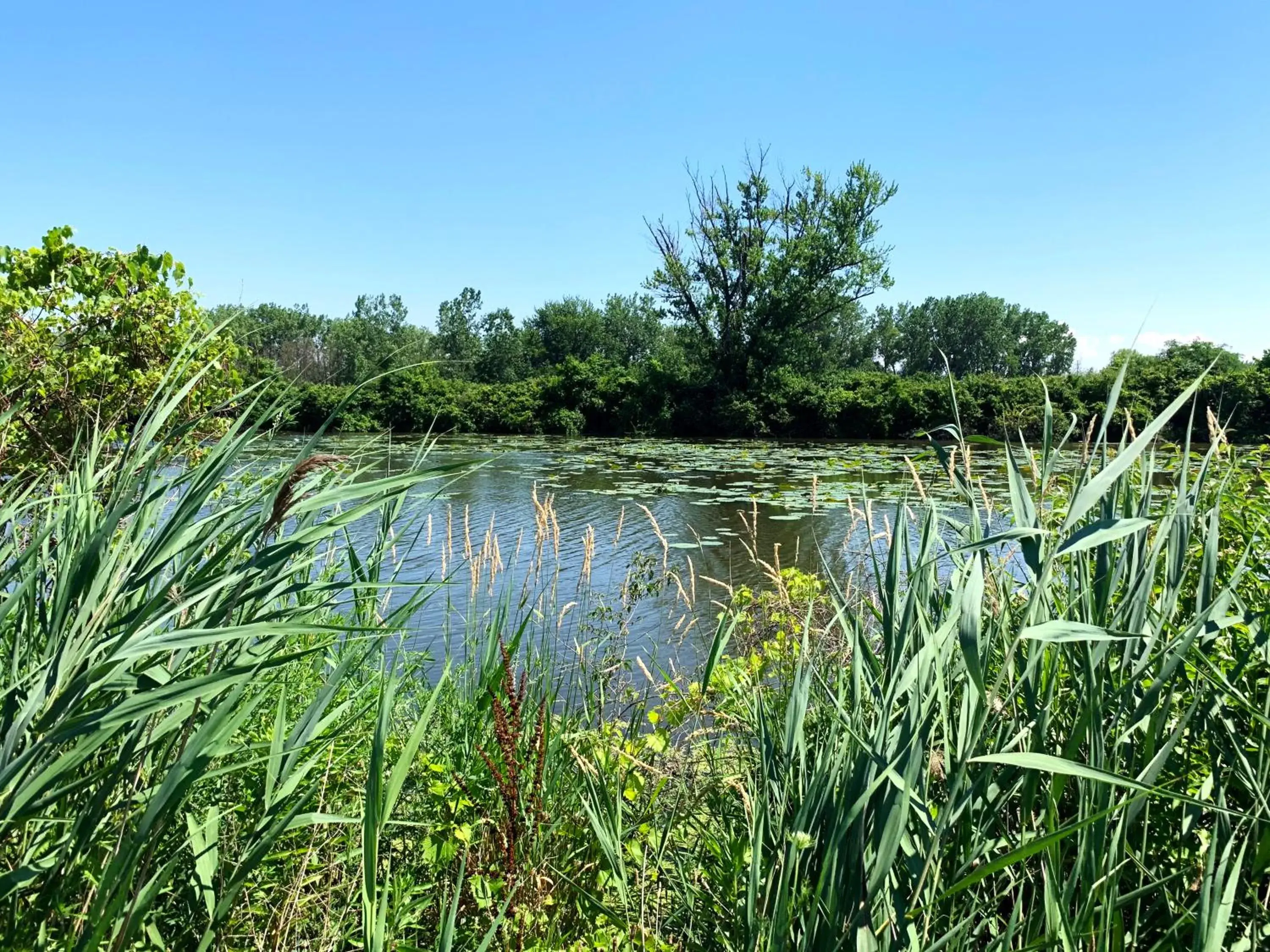 Natural landscape in Cedar Cove