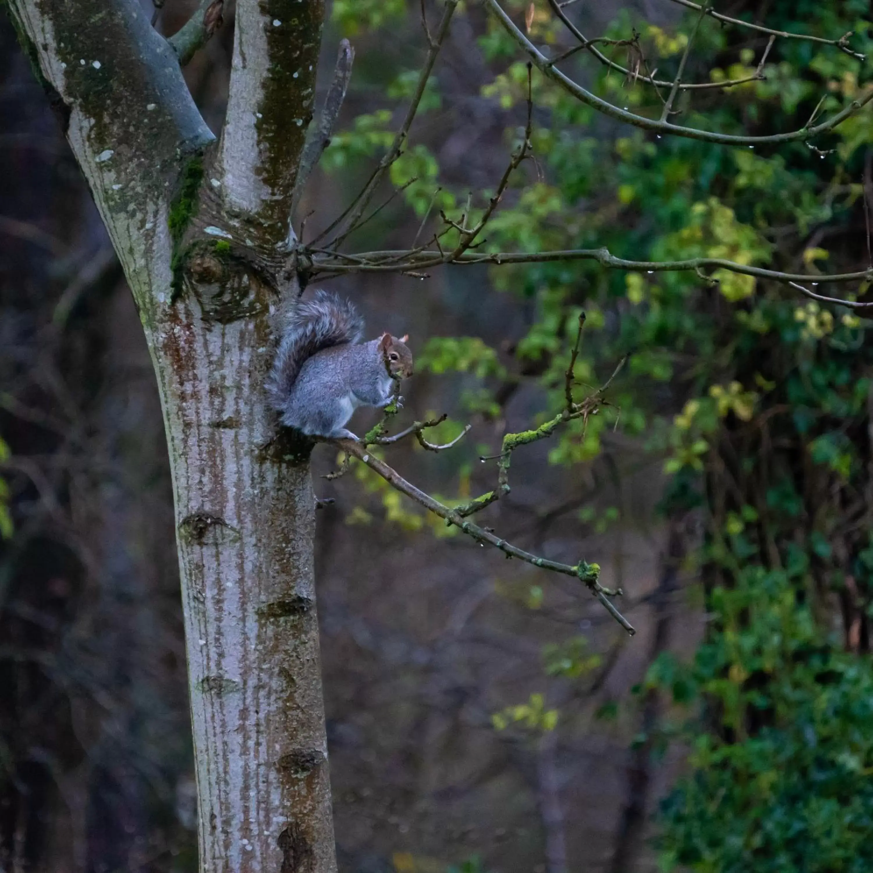 Natural landscape, Other Animals in Retreat at The Knowe Auchincruive Estate