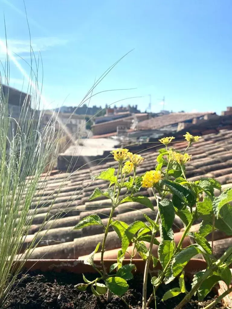 Rooftop Face à la Cité 'RFC'