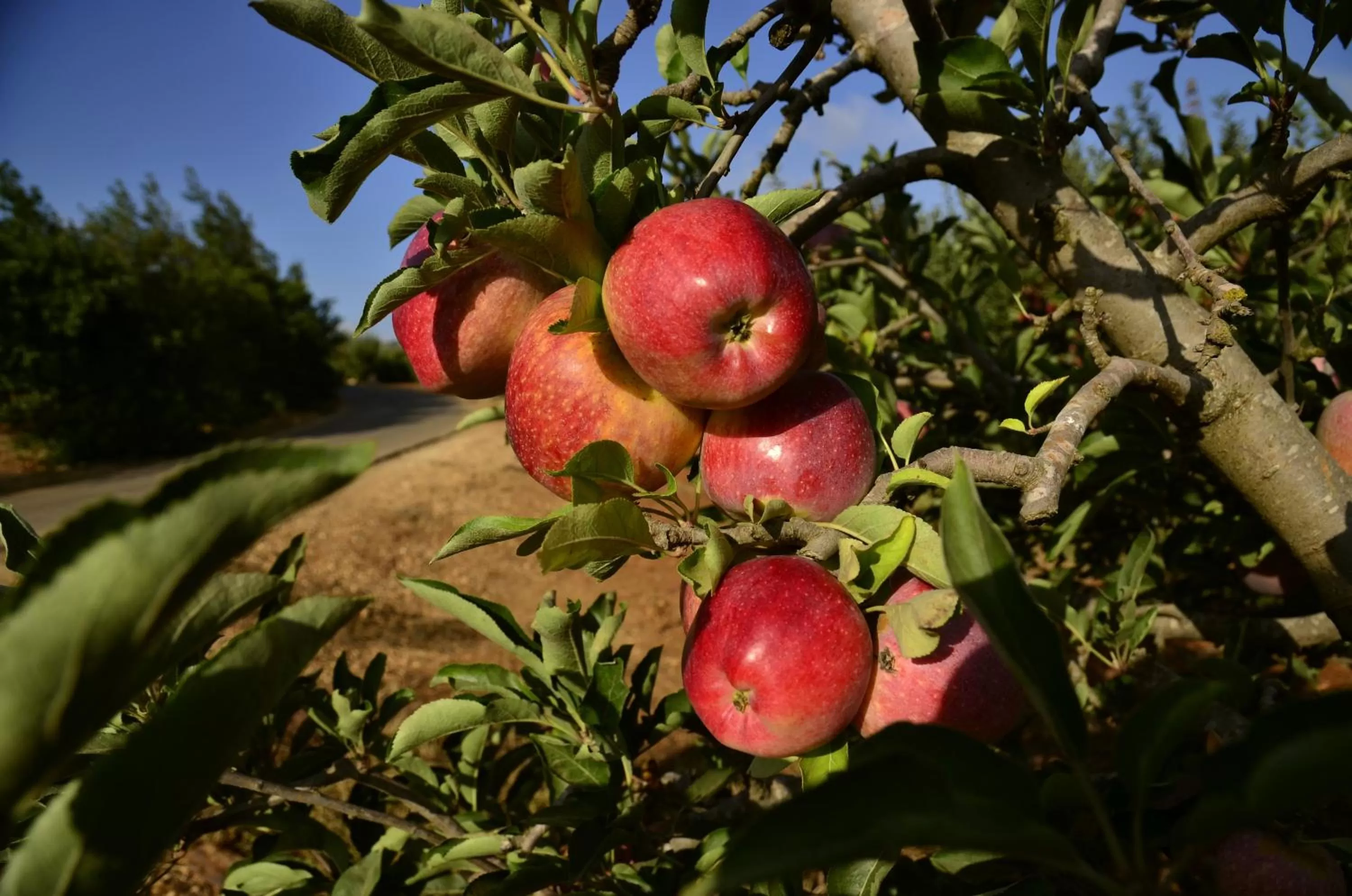 Food close-up in HaBaronit