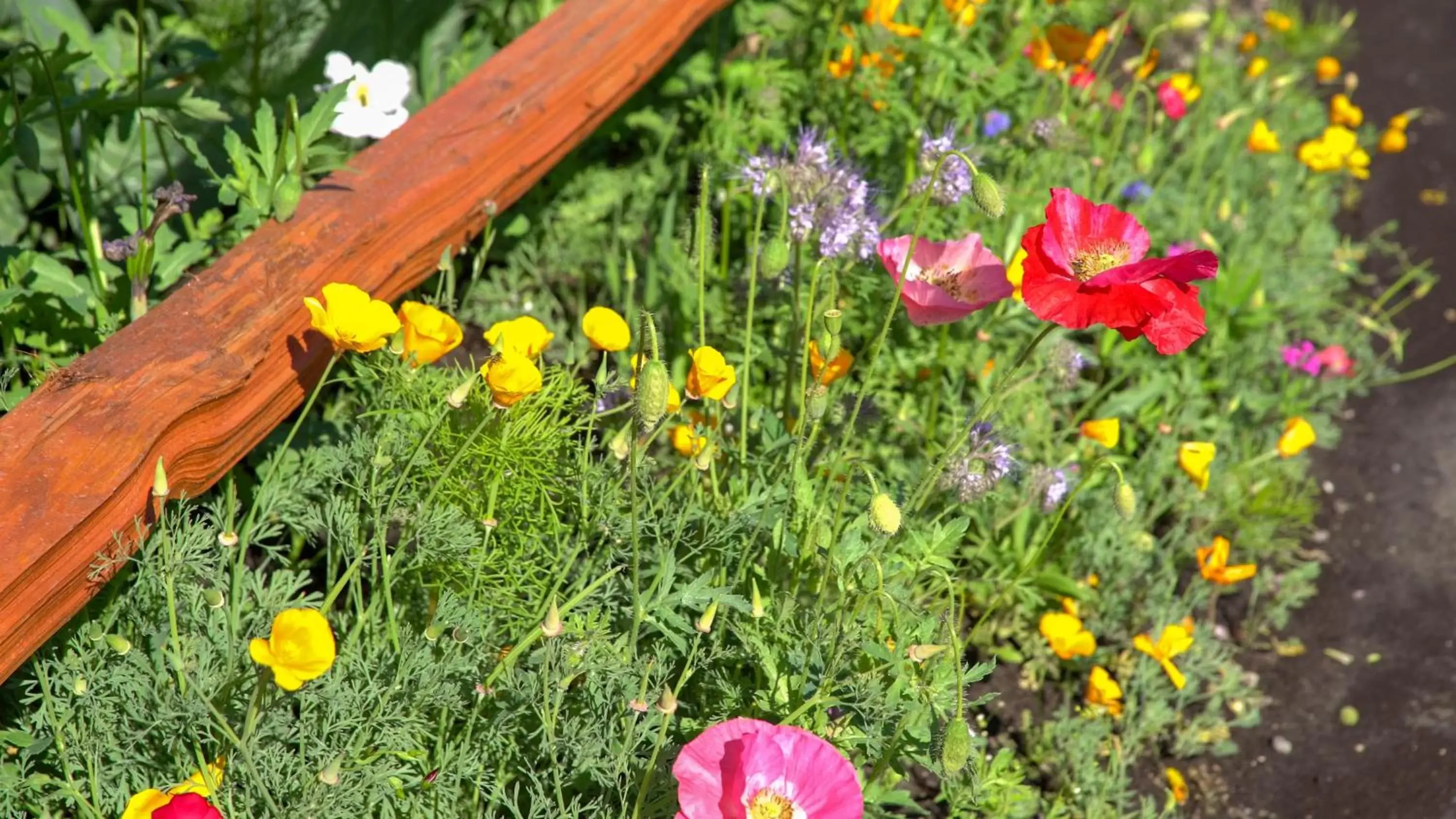 Garden, Other Animals in Pike's Waterfront Lodge